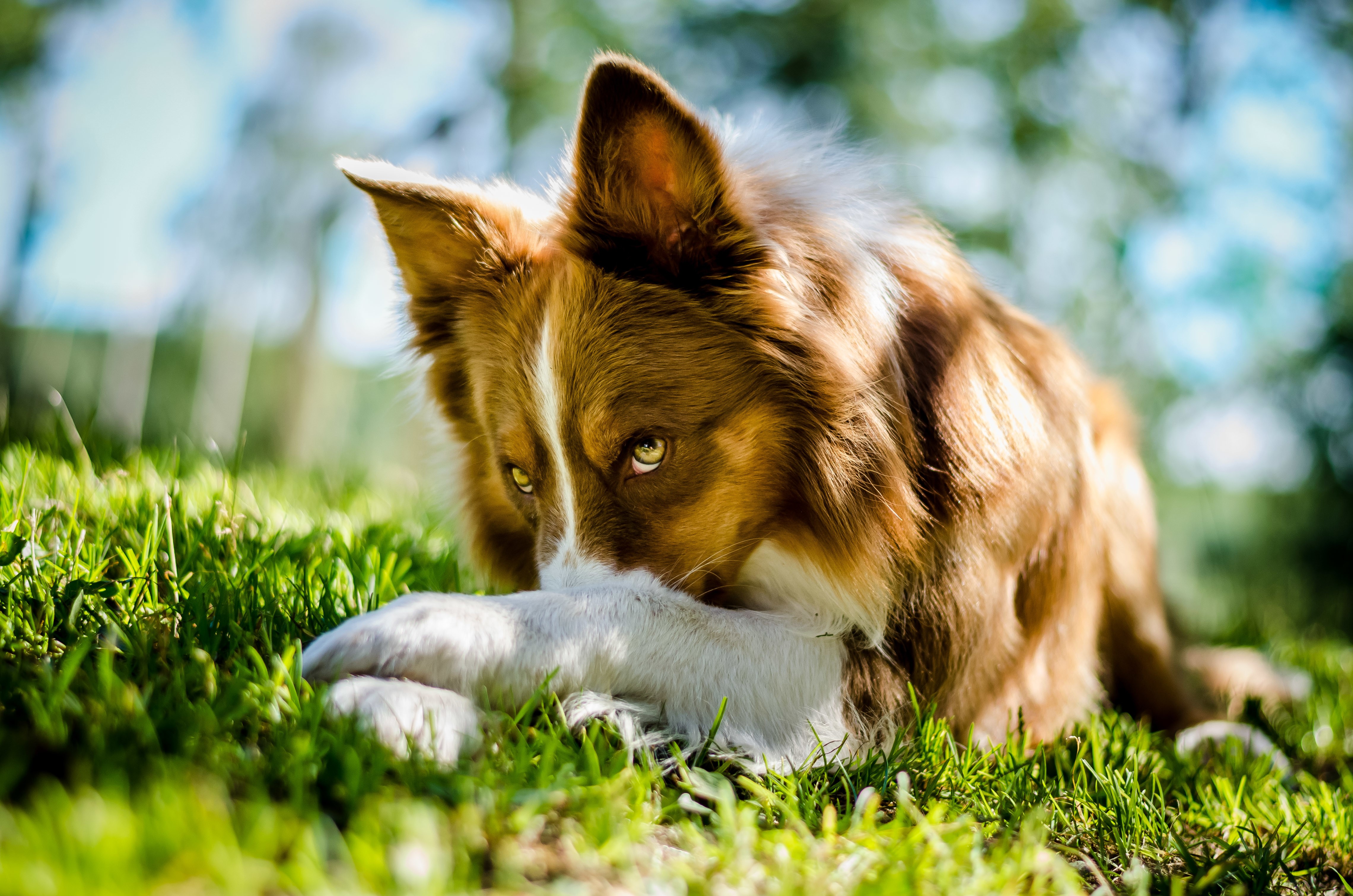 Border Collie dog lying in grass HD Wallpaper