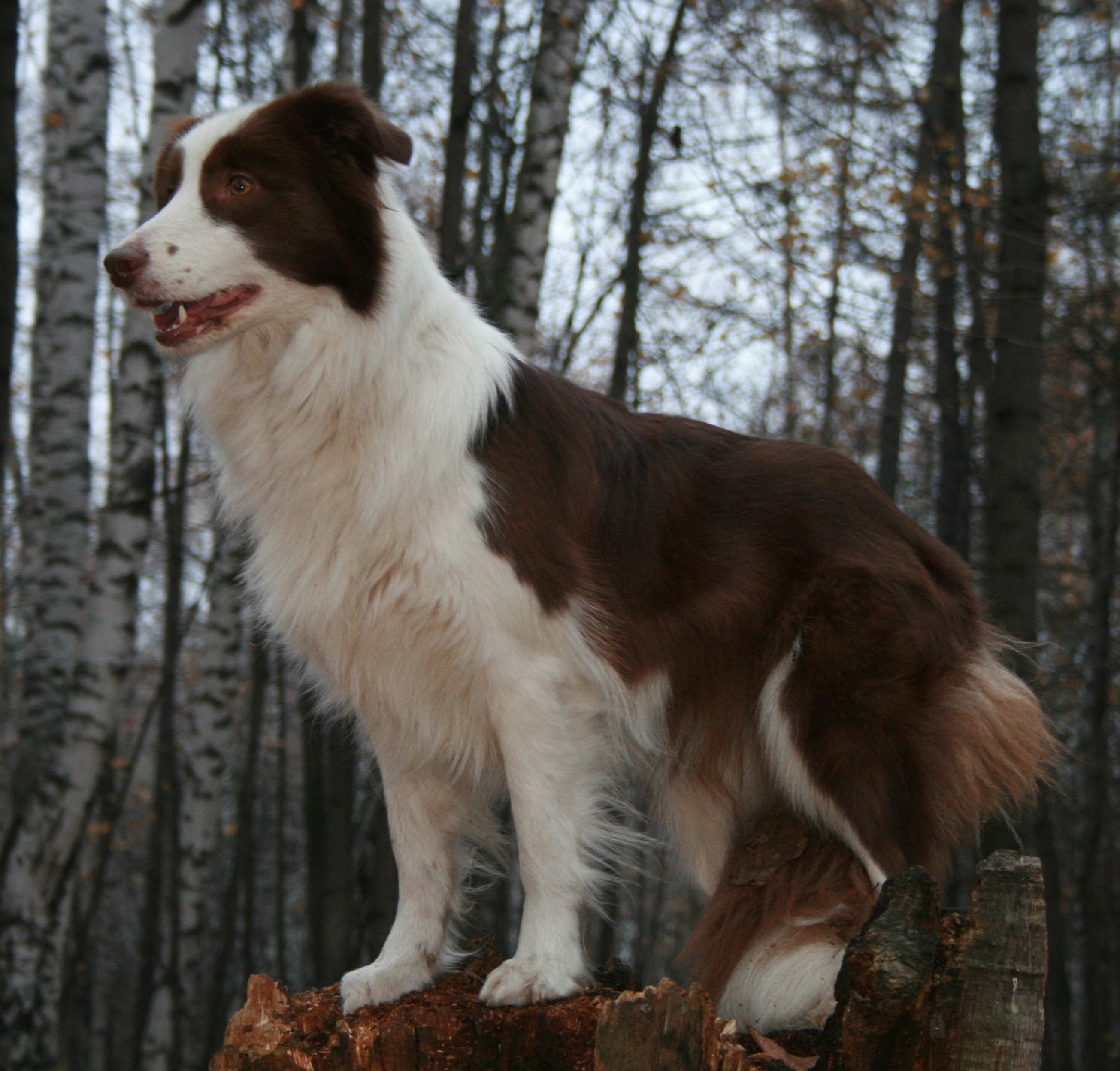 Brown and white Border Collie dog standing on a tree stump in a forest HD Wallpaper