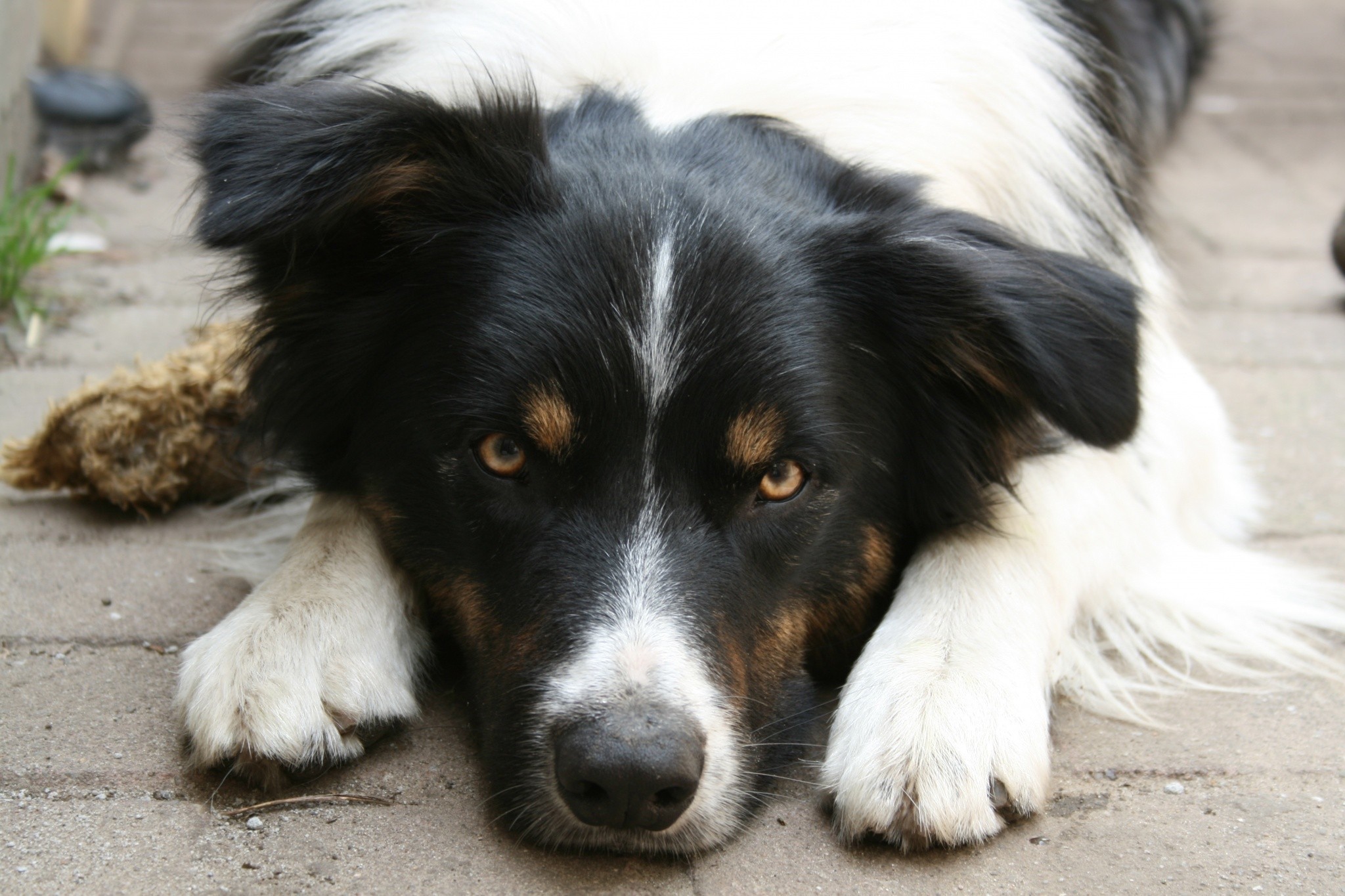 Border Collie dog lying down HD Wallpaper
