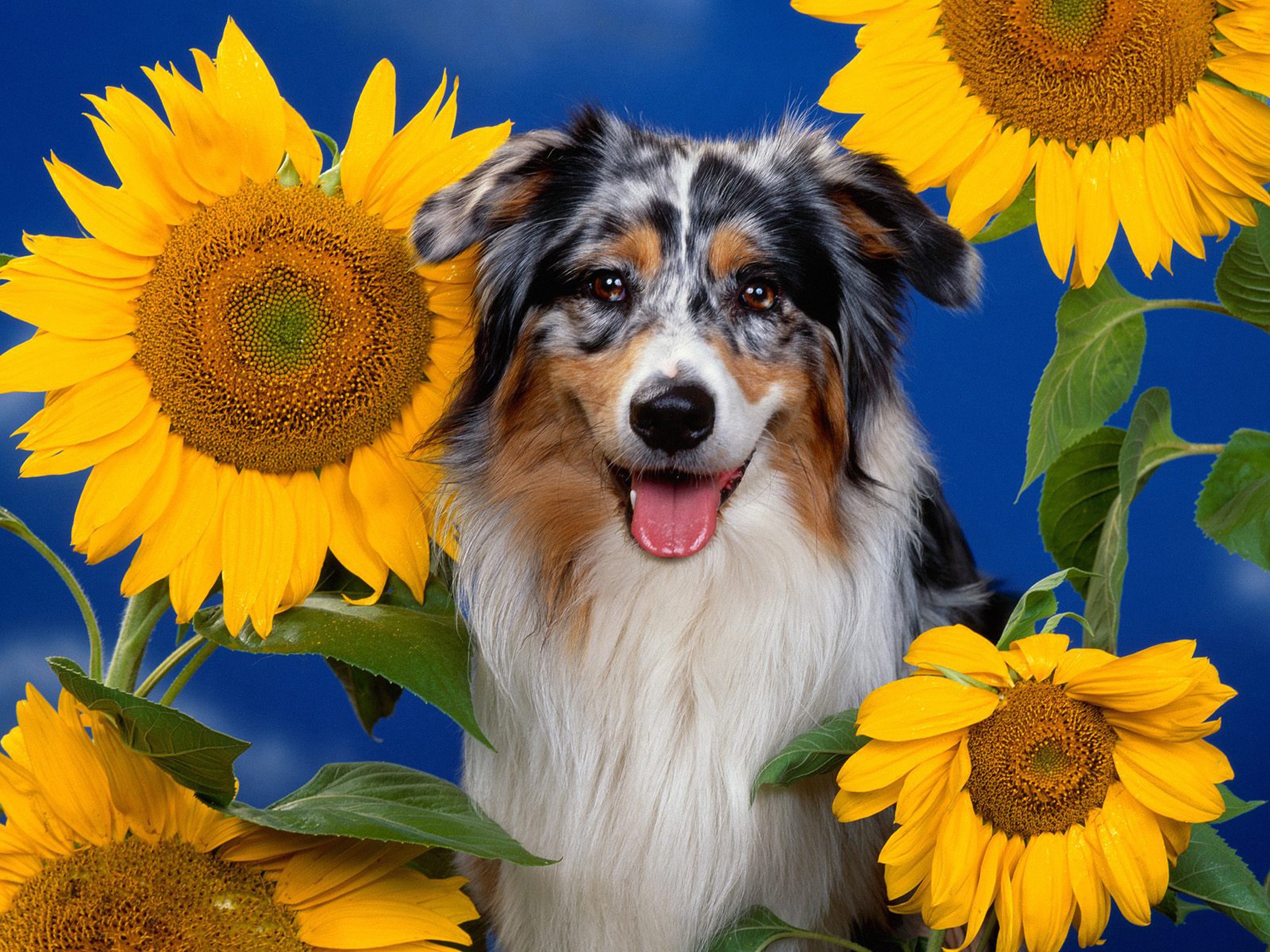 Australian Shepherd Dog with Sunflowers HD Wallpaper