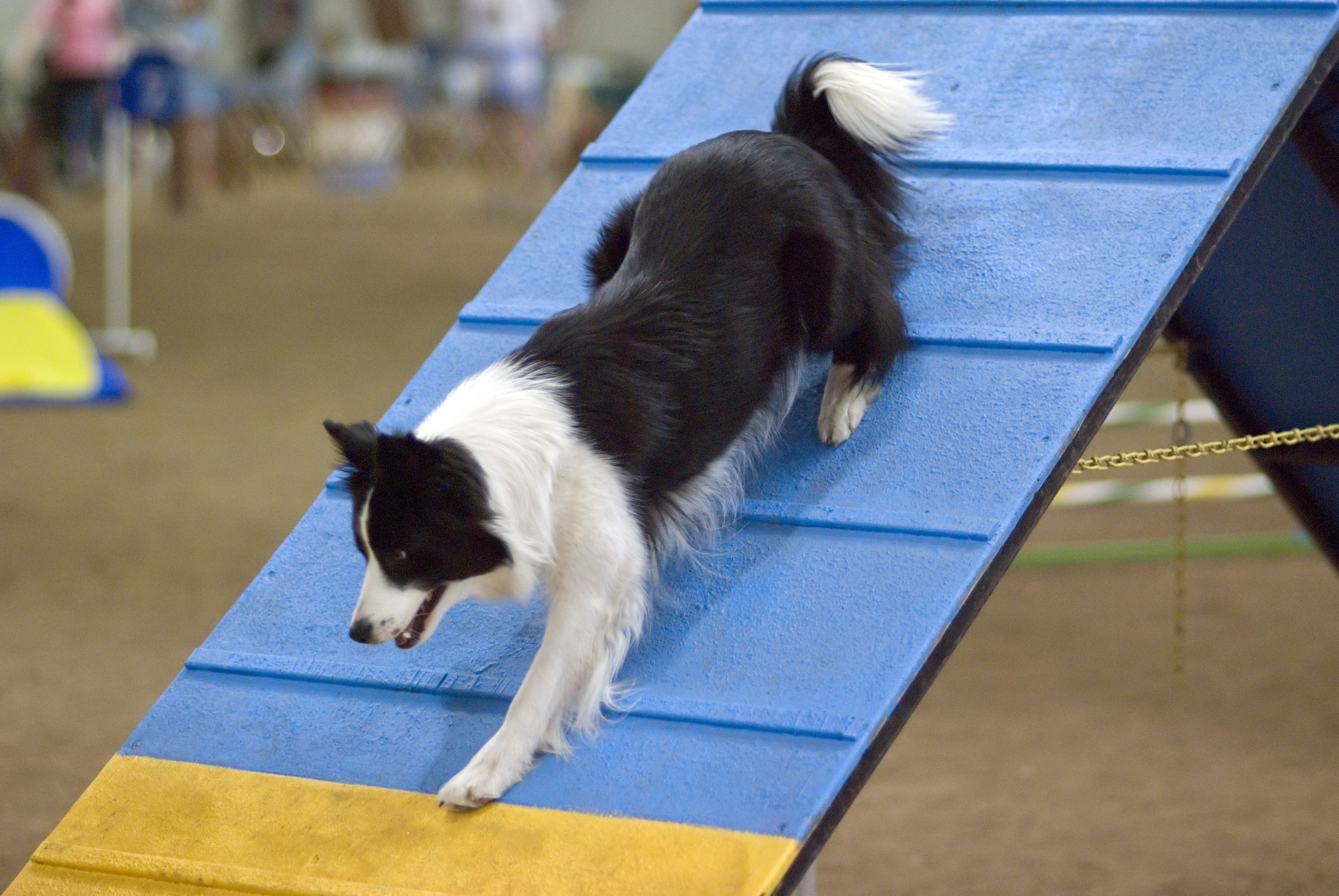 Border Collie dog on agility ramp HD Wallpaper
