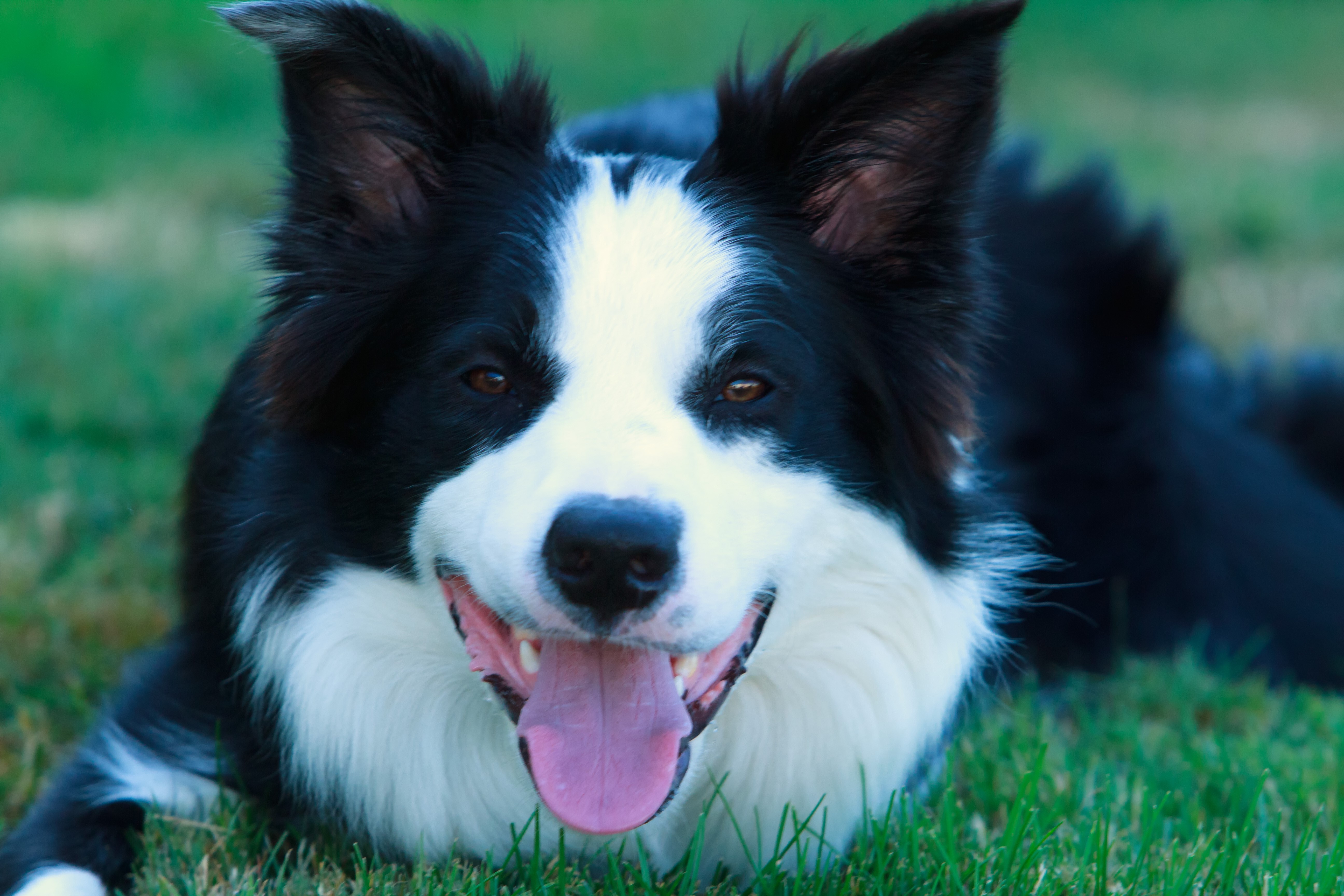 Border Collie dog lying on grass HD Wallpaper