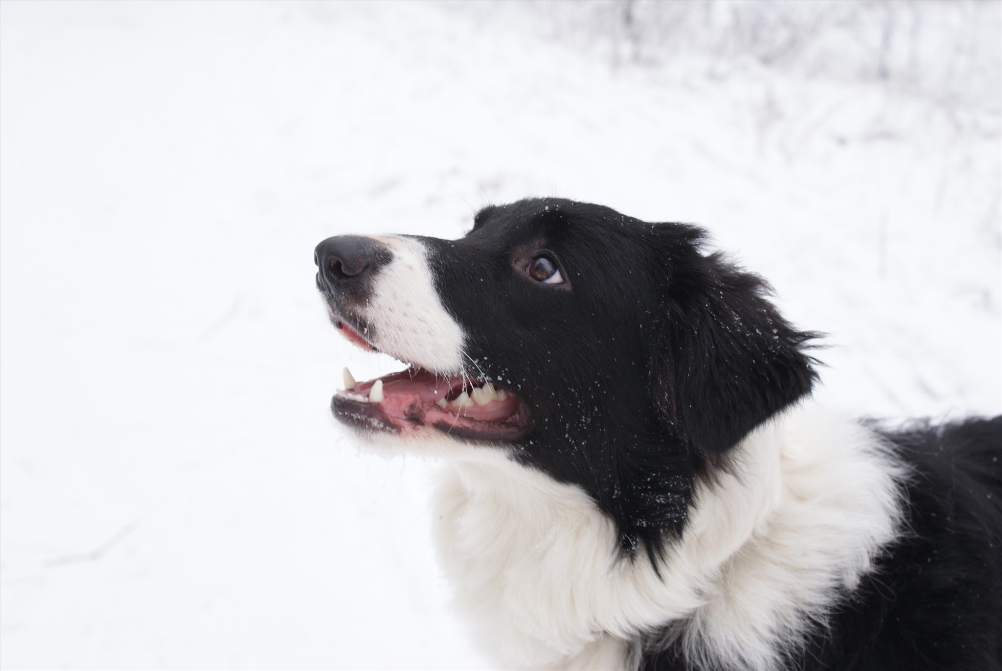 Border Collie dog in the snow HD Wallpaper