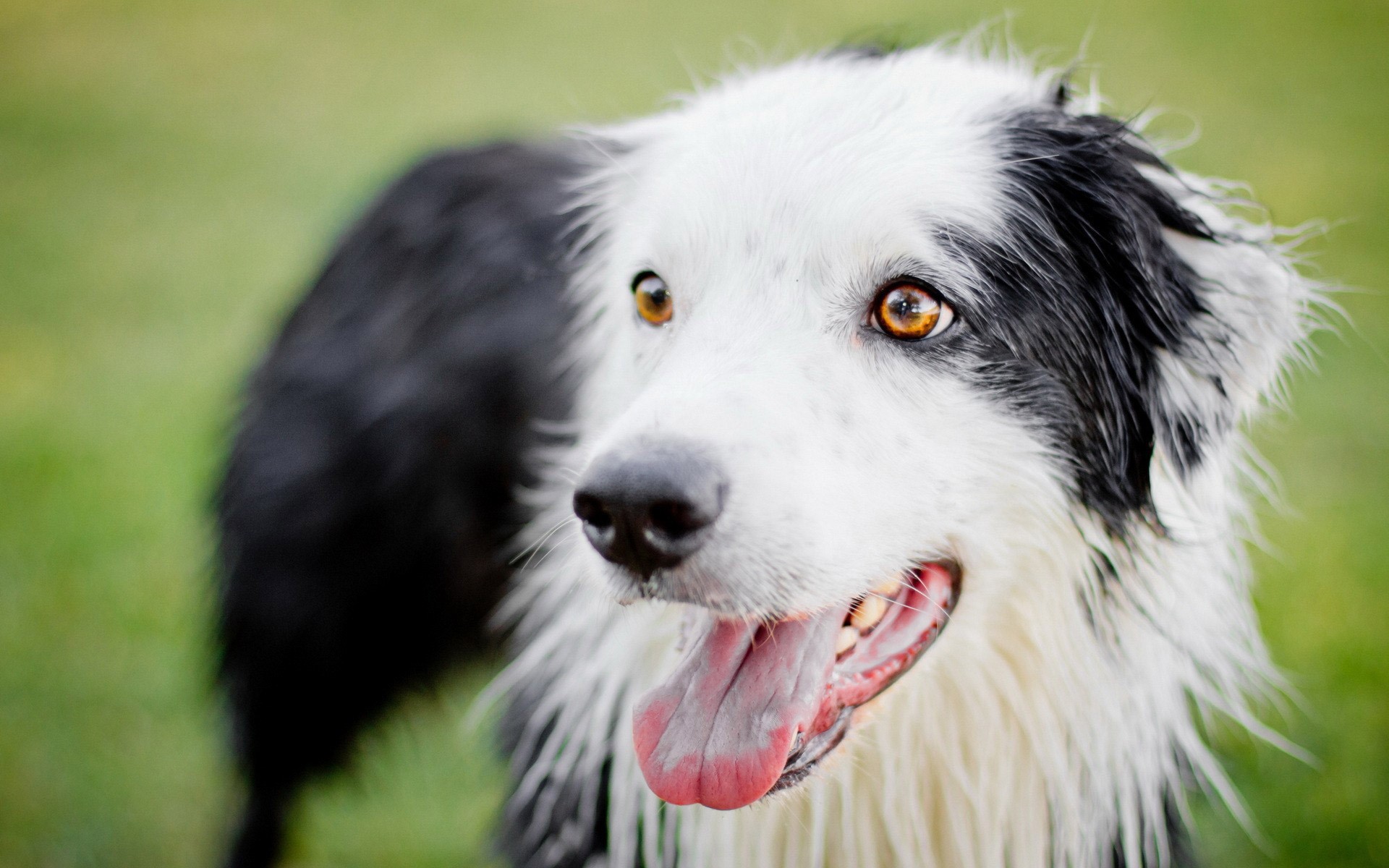 Border Collie dog with black and white fur HD Wallpaper