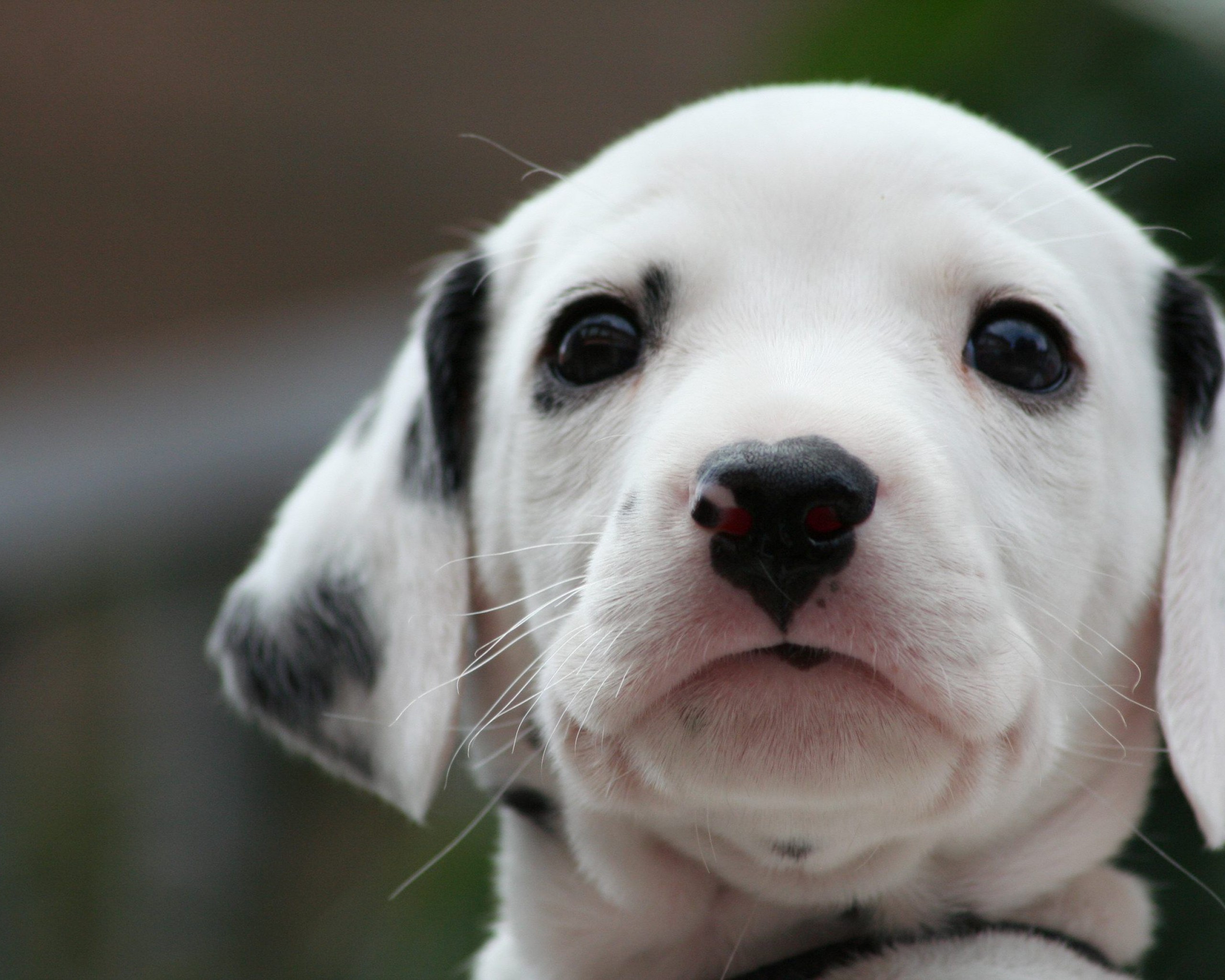 Dalmatian puppy looking forward HD Wallpaper
