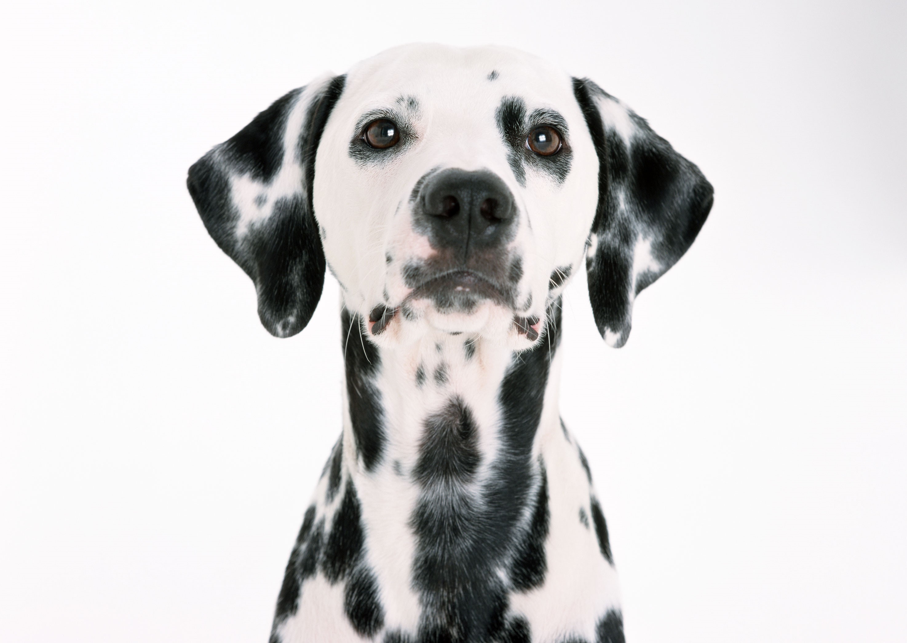 Dalmatian dog looking forward HD Wallpaper