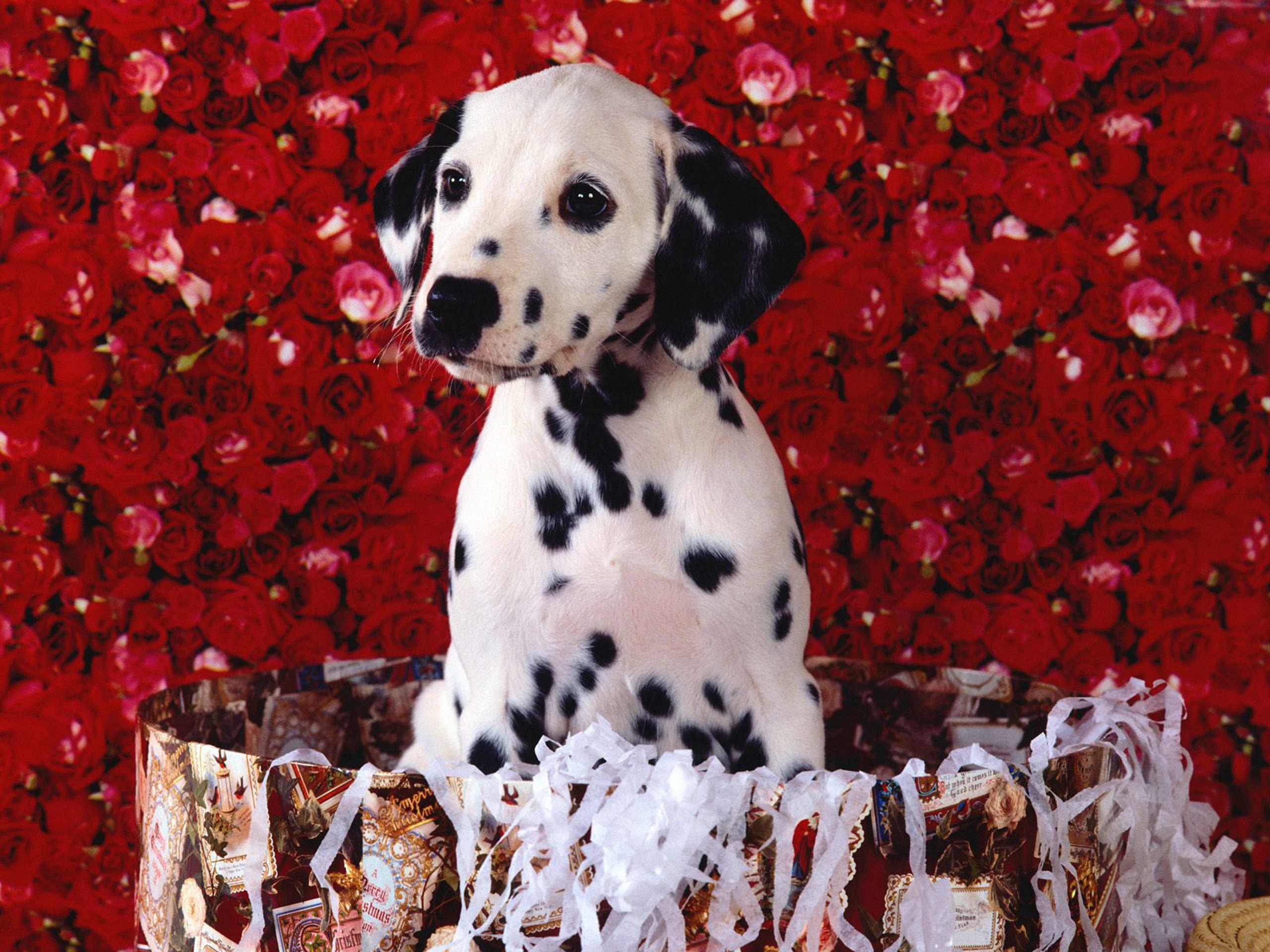 Dalmatian puppy in a decorative box with roses background HD Wallpaper
