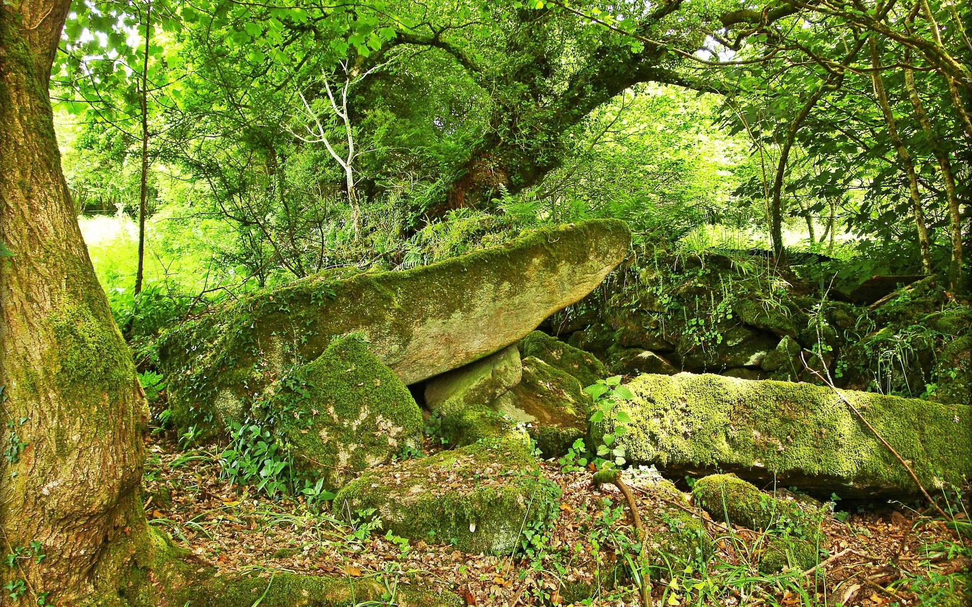 Moss-covered rocks and trees in a forest HD Wallpaper