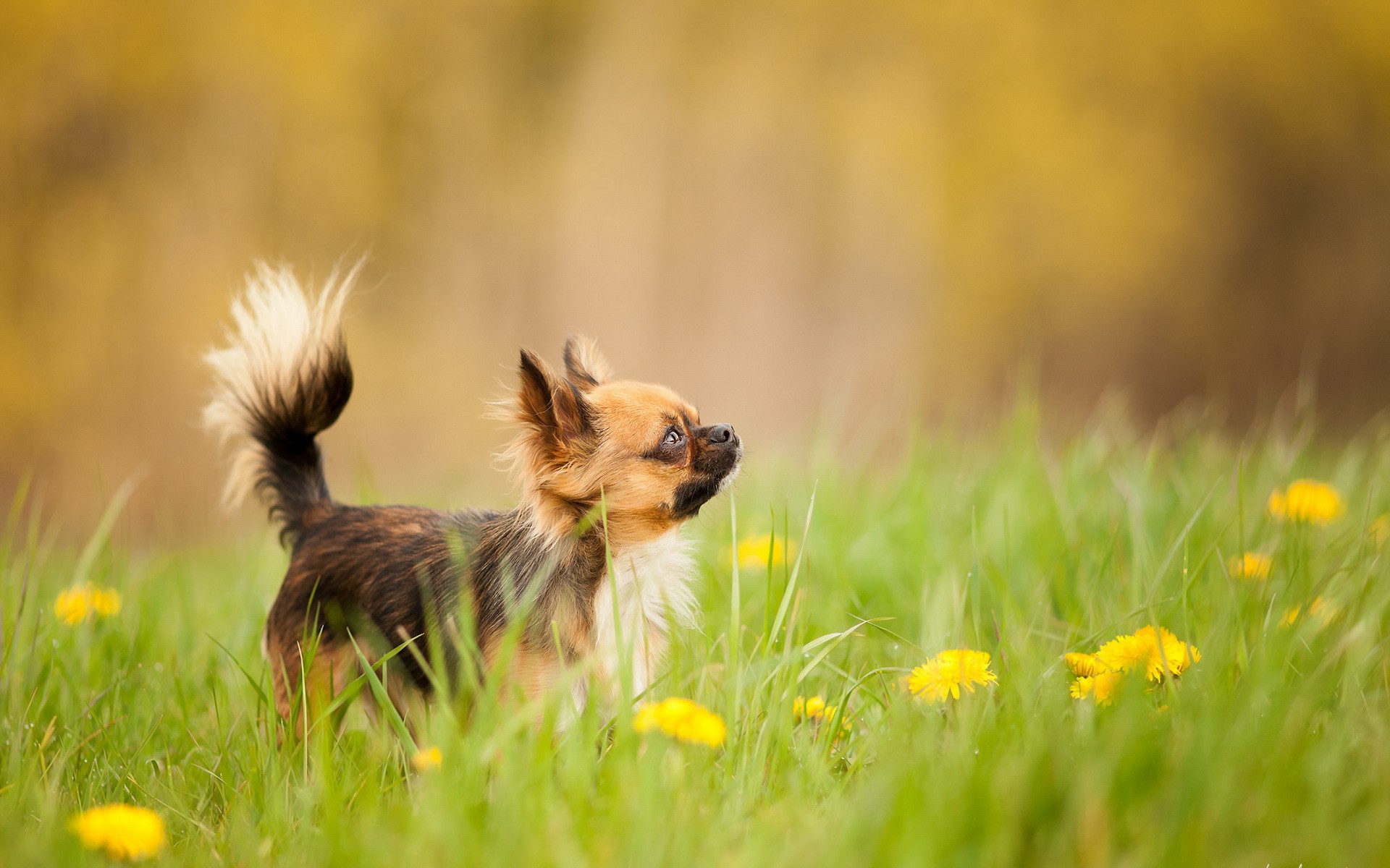 Chihuahua dog in a field of dandelions and grass HD Wallpaper