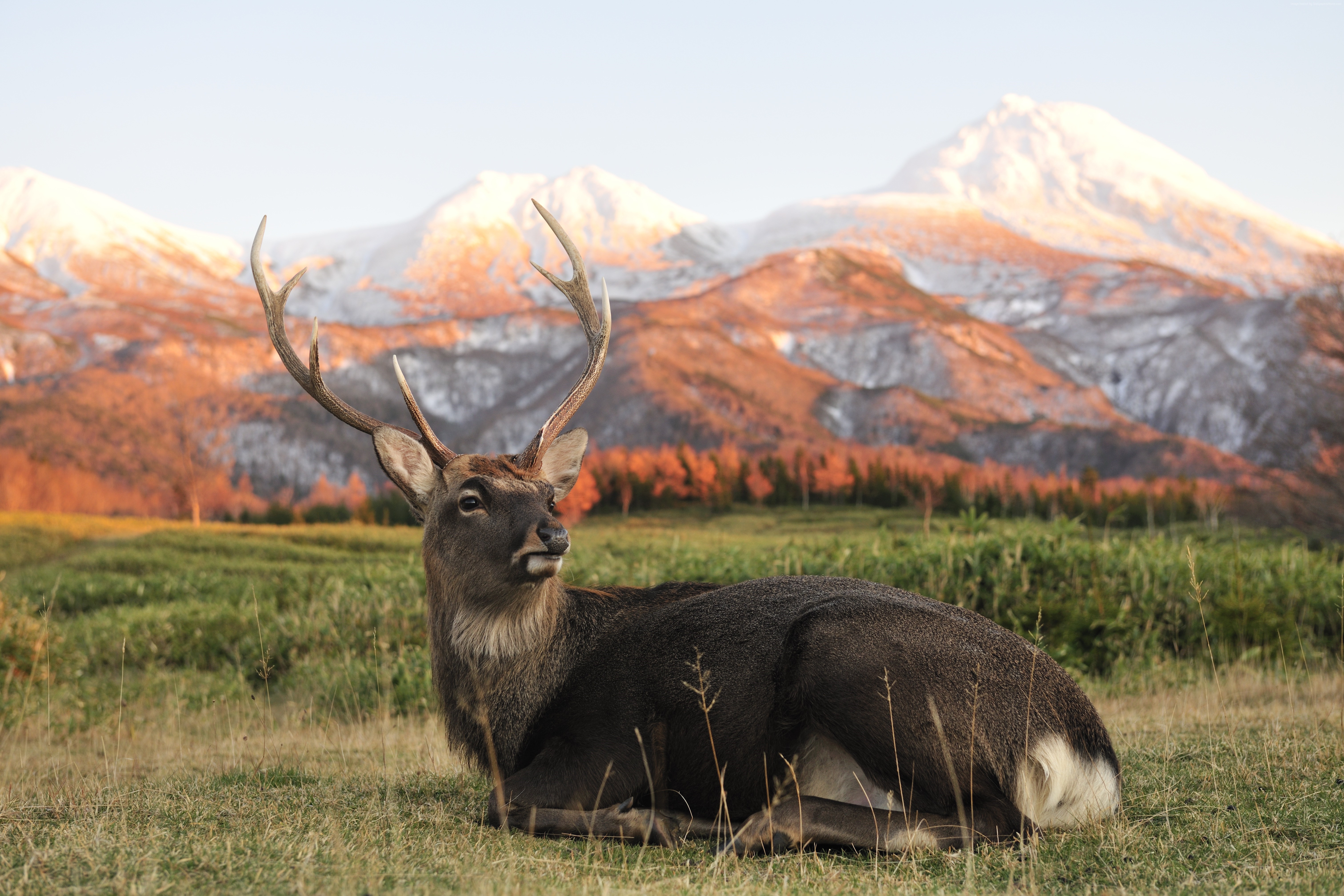 Deer with Antlers Lying in a Field with Mountains HD Wallpaper