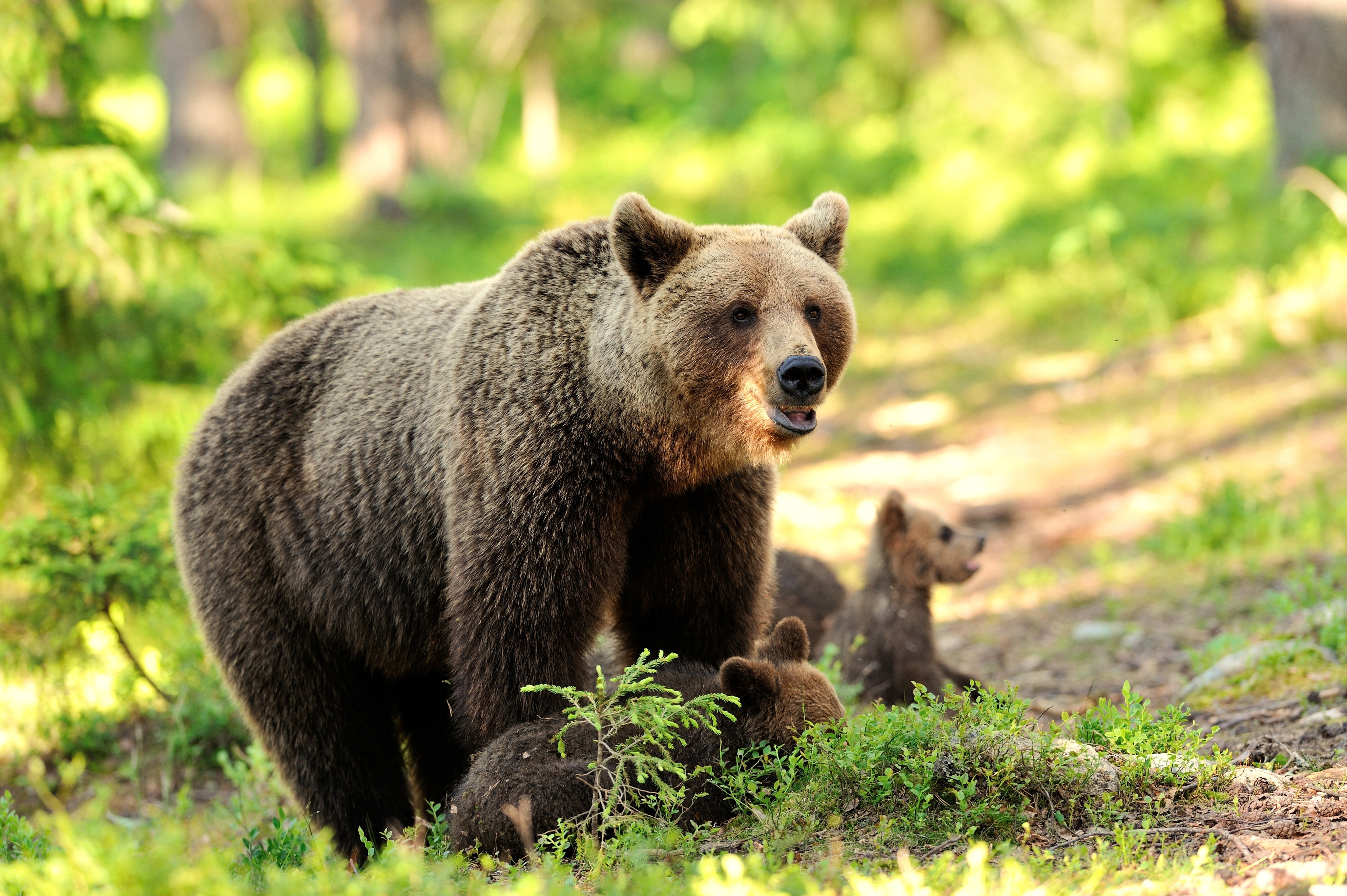 Brown Bears with Cubs in Forest HD Wallpaper