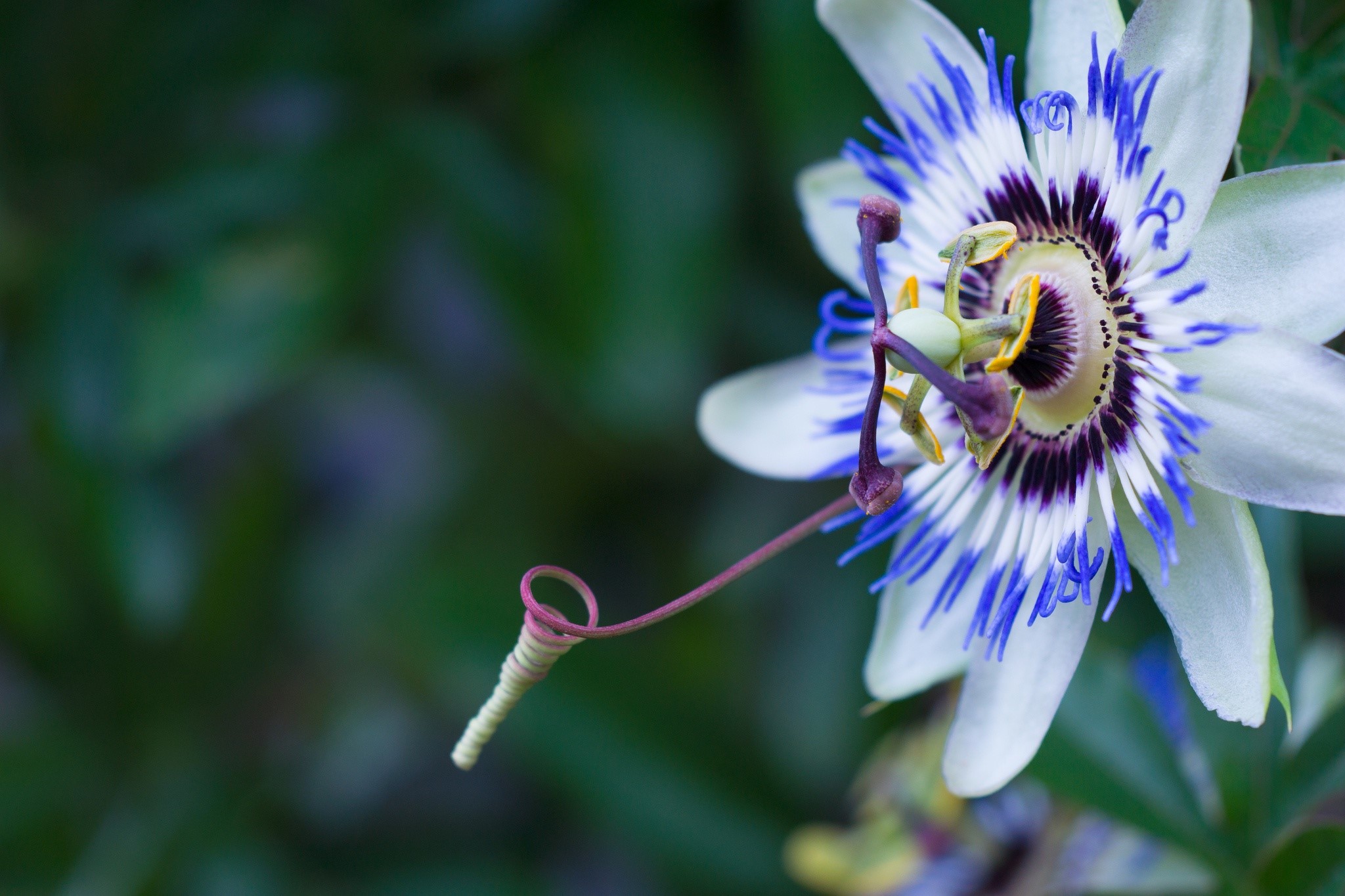 Closeup of a Passion Flower HD Wallpaper