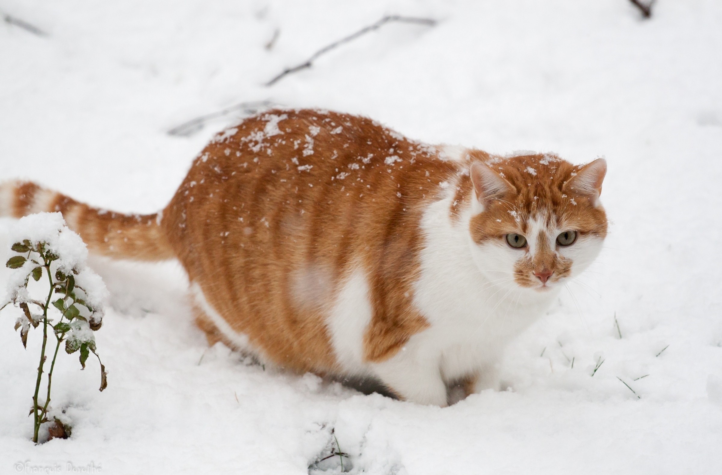Orange and white cat in the snow HD Wallpaper