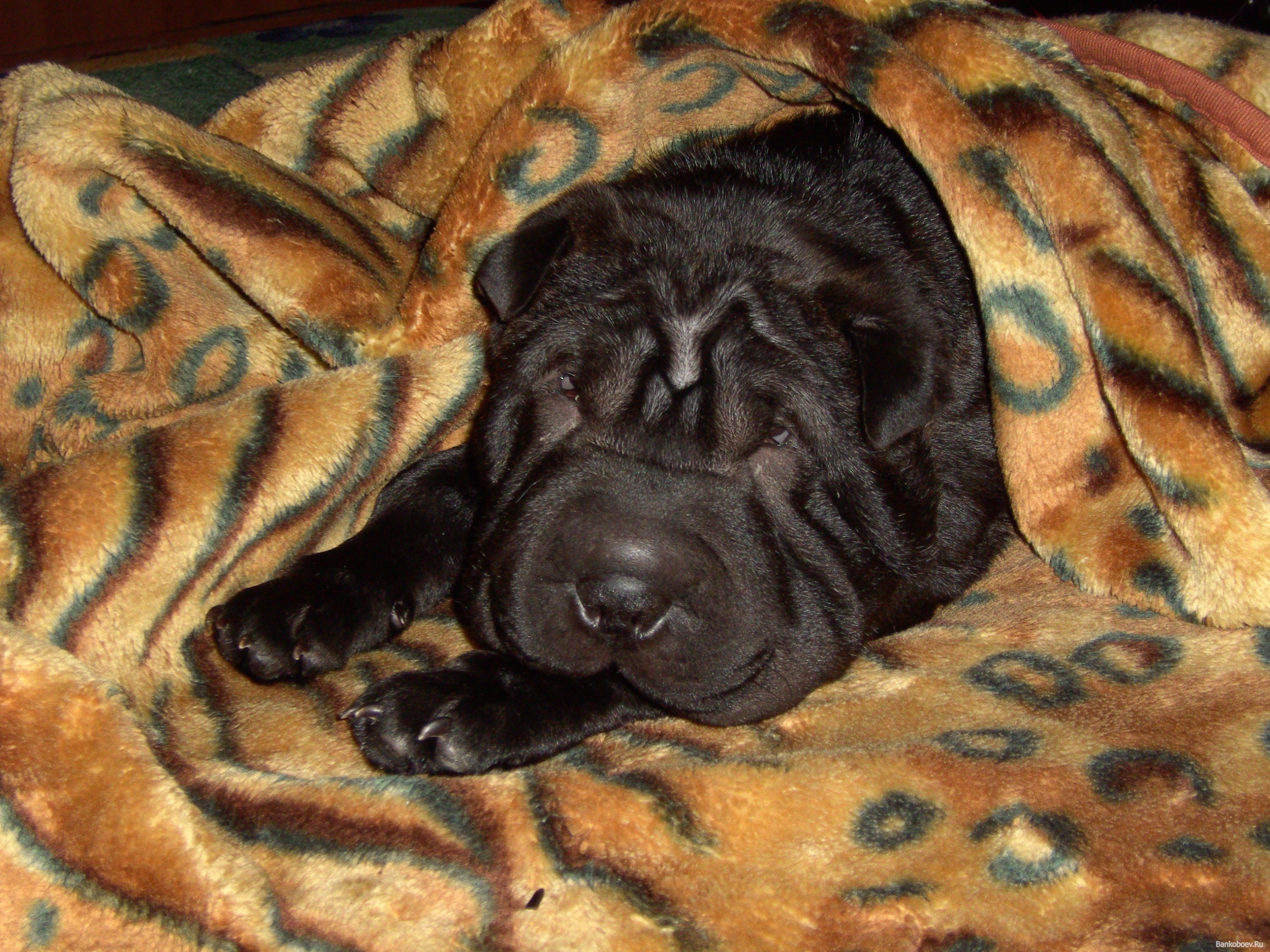 Black Shar Pei puppy sleeping under a blanket HD Wallpaper