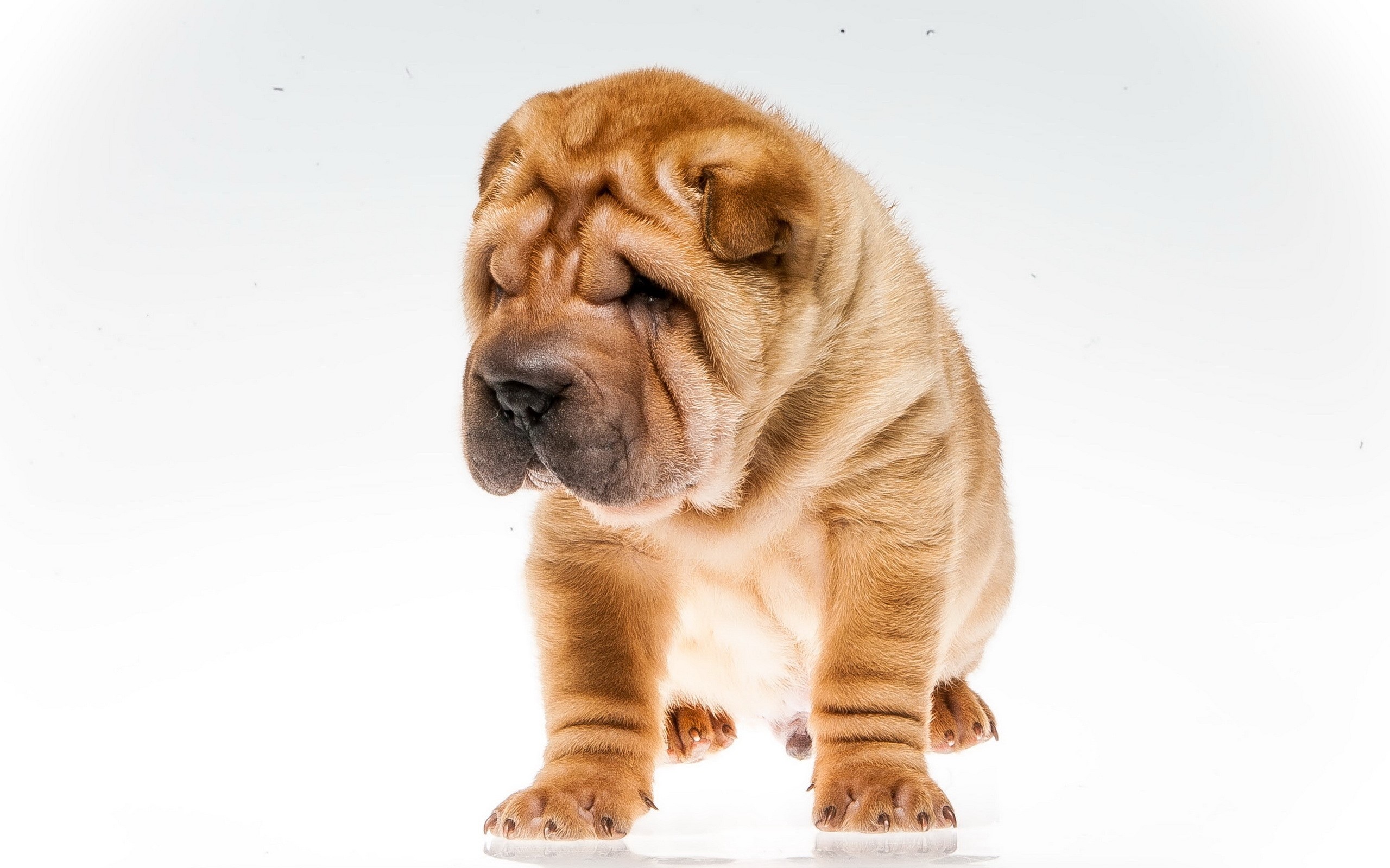 Shar Pei puppy sitting on a white background HD Wallpaper