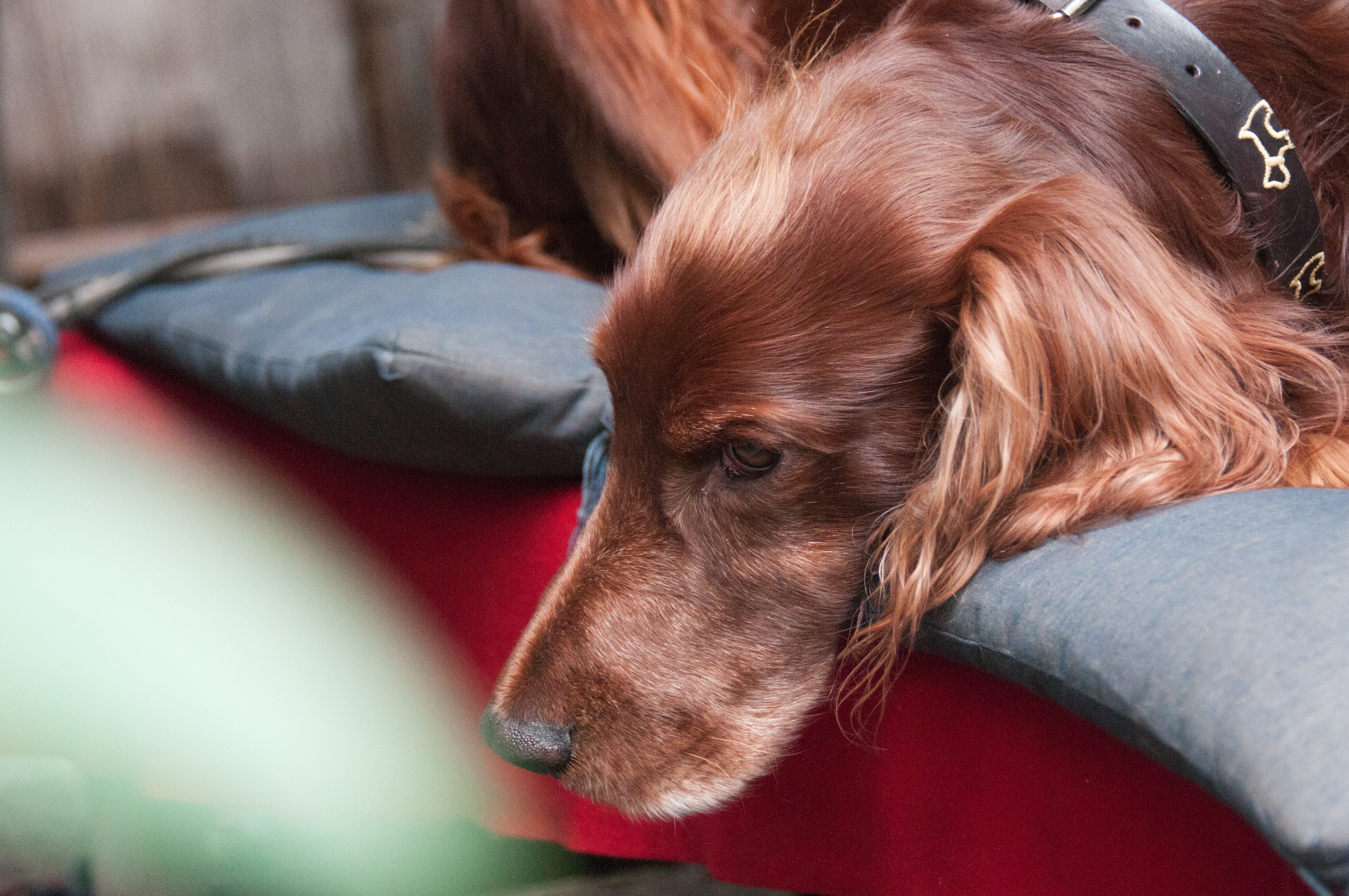 Irish Setter dog resting on cushions HD Wallpaper