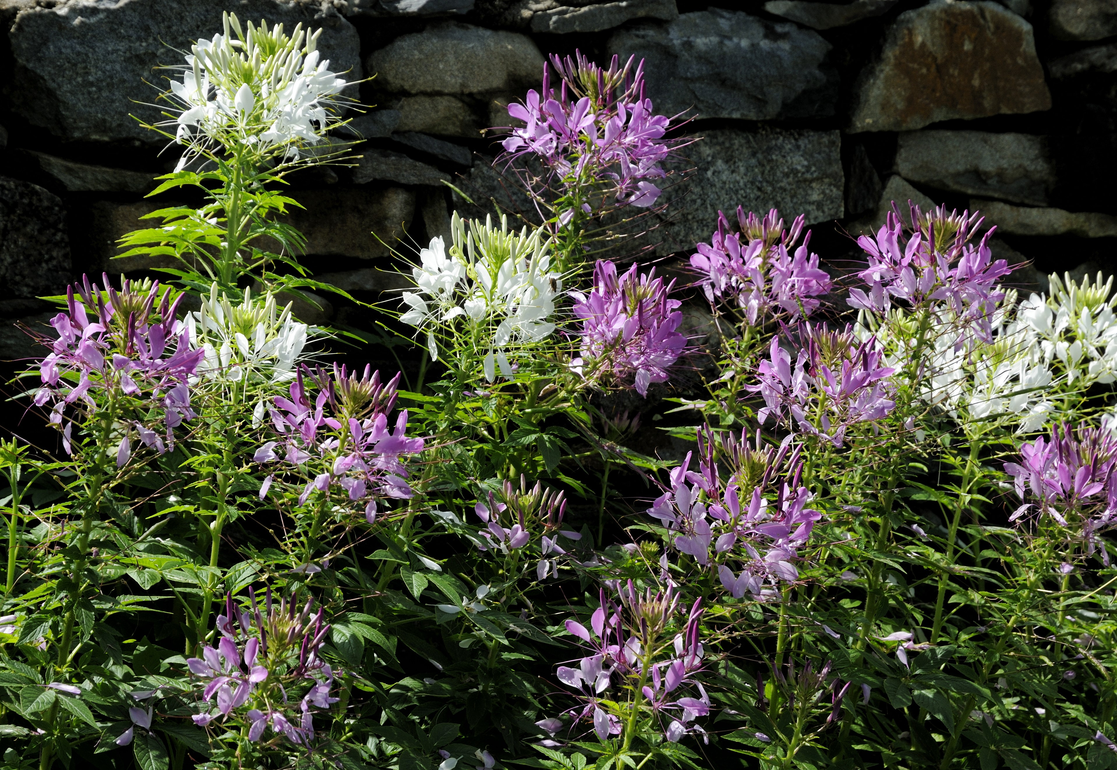 Cleome flowers in front of a stone wall HD Wallpaper