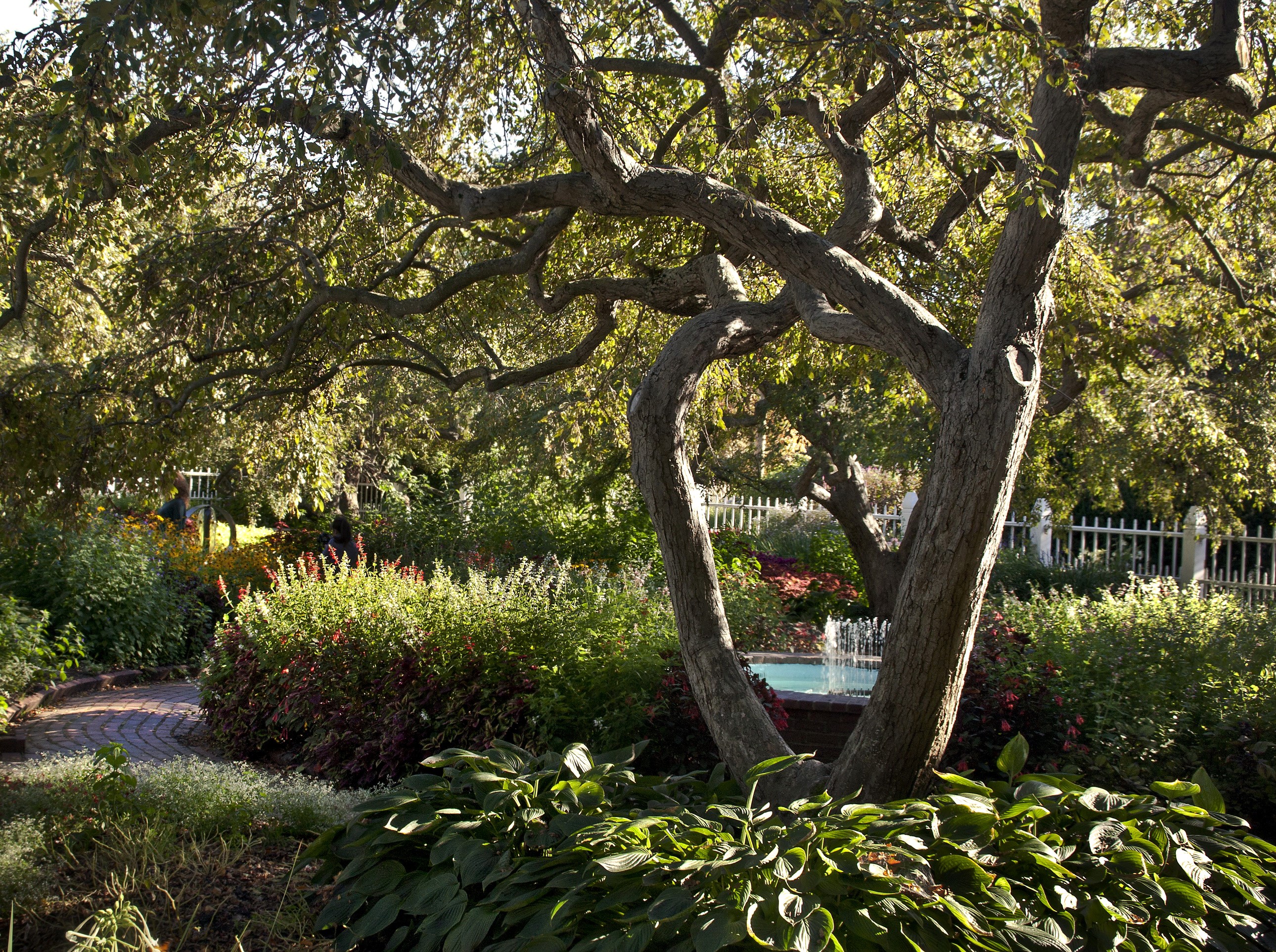 Garden with trees, shrubs, and a fountain HD Wallpaper
