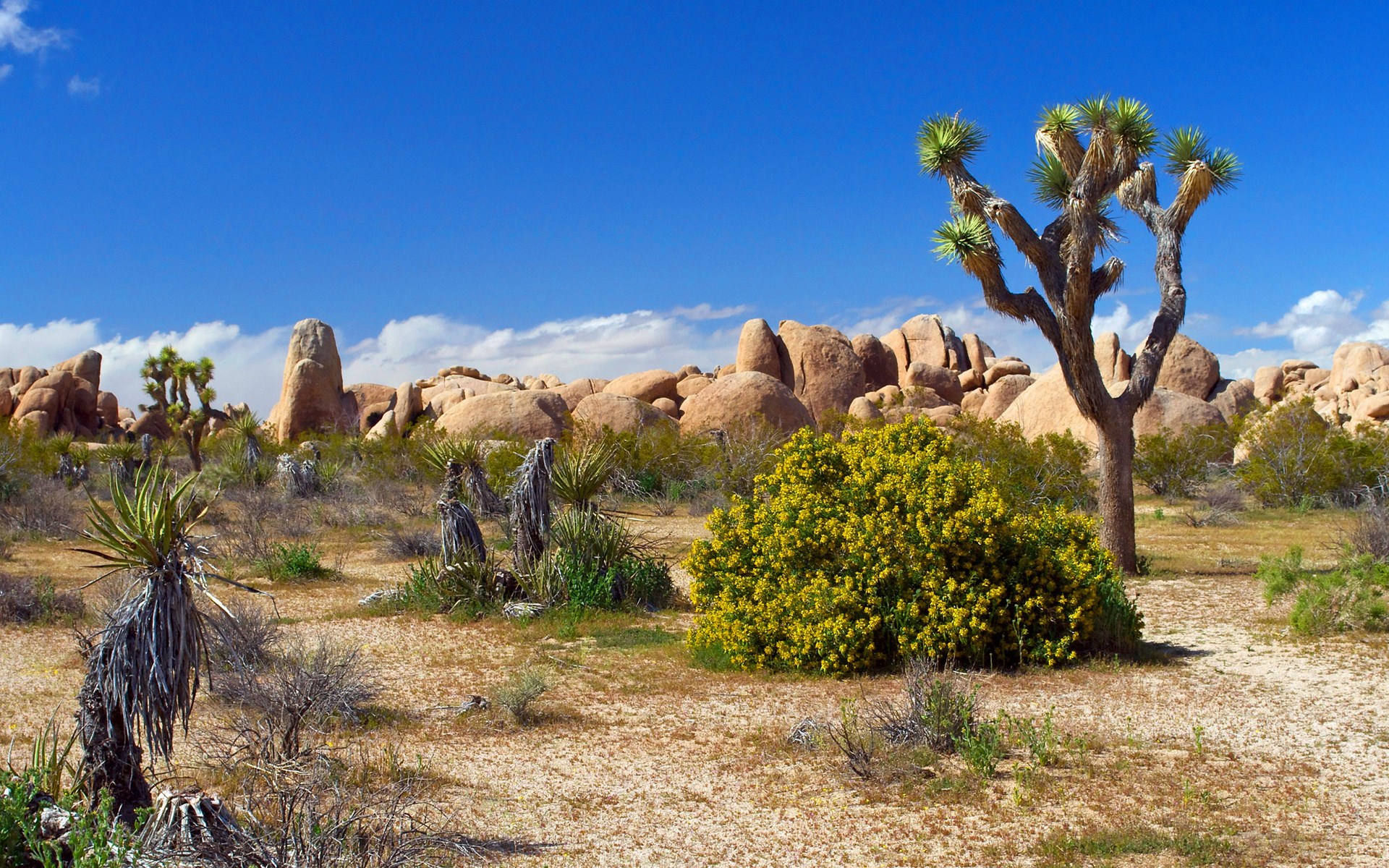 Joshua Tree National Park Landscape HD Wallpaper