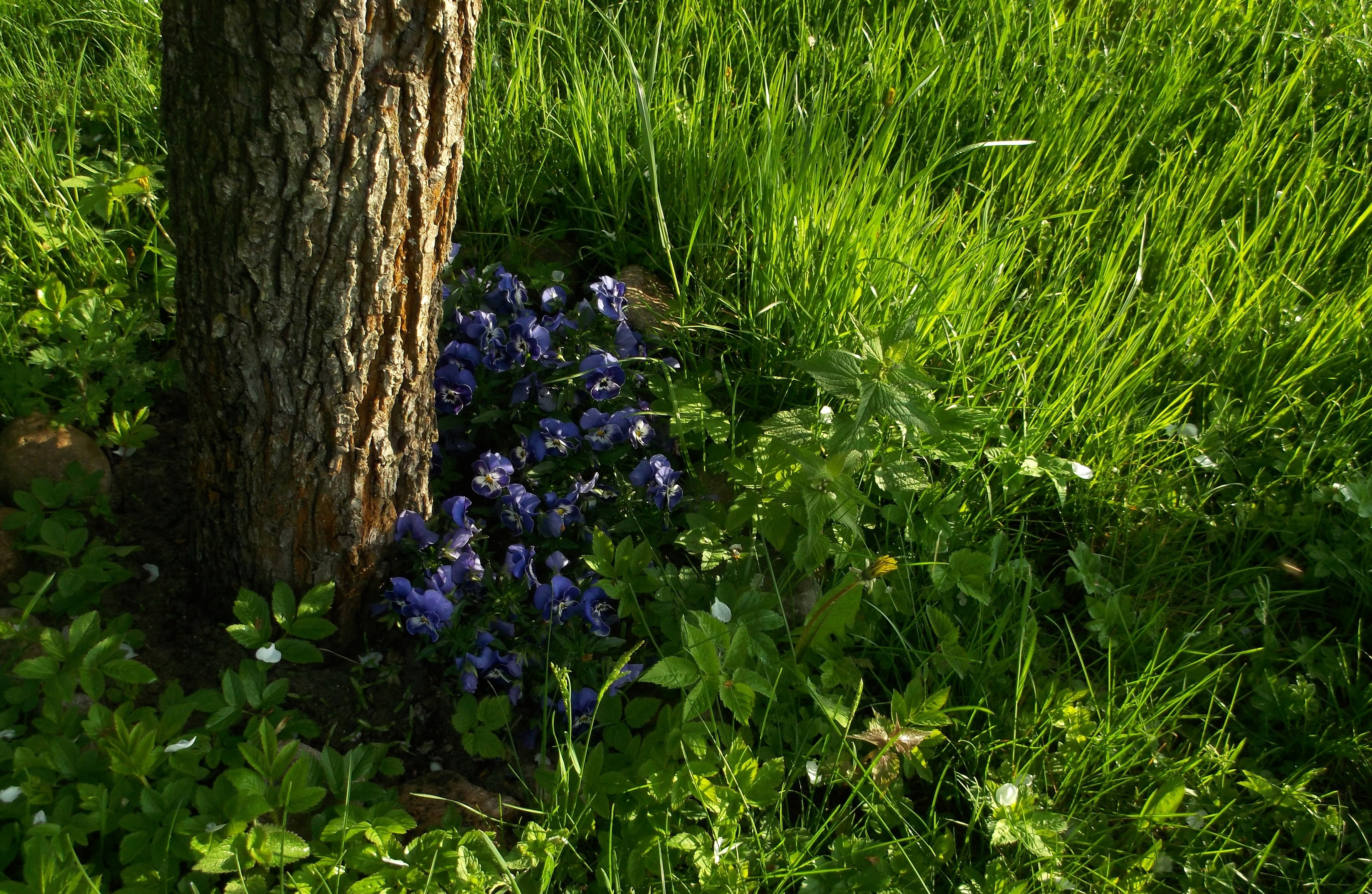 Tree trunk with purple pansies and green grass HD Wallpaper