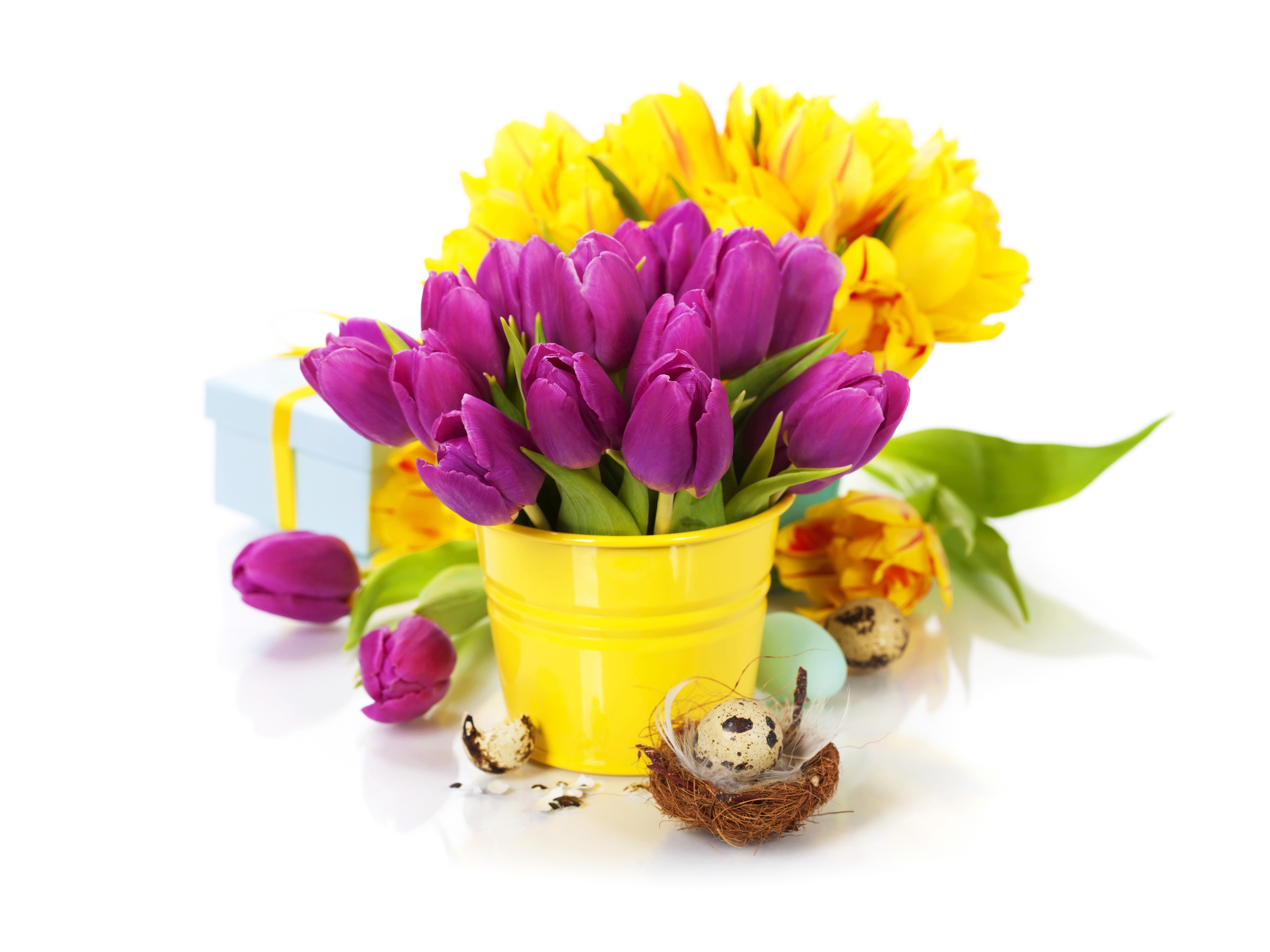 Purple and yellow tulips with Easter eggs and gift HD Wallpaper