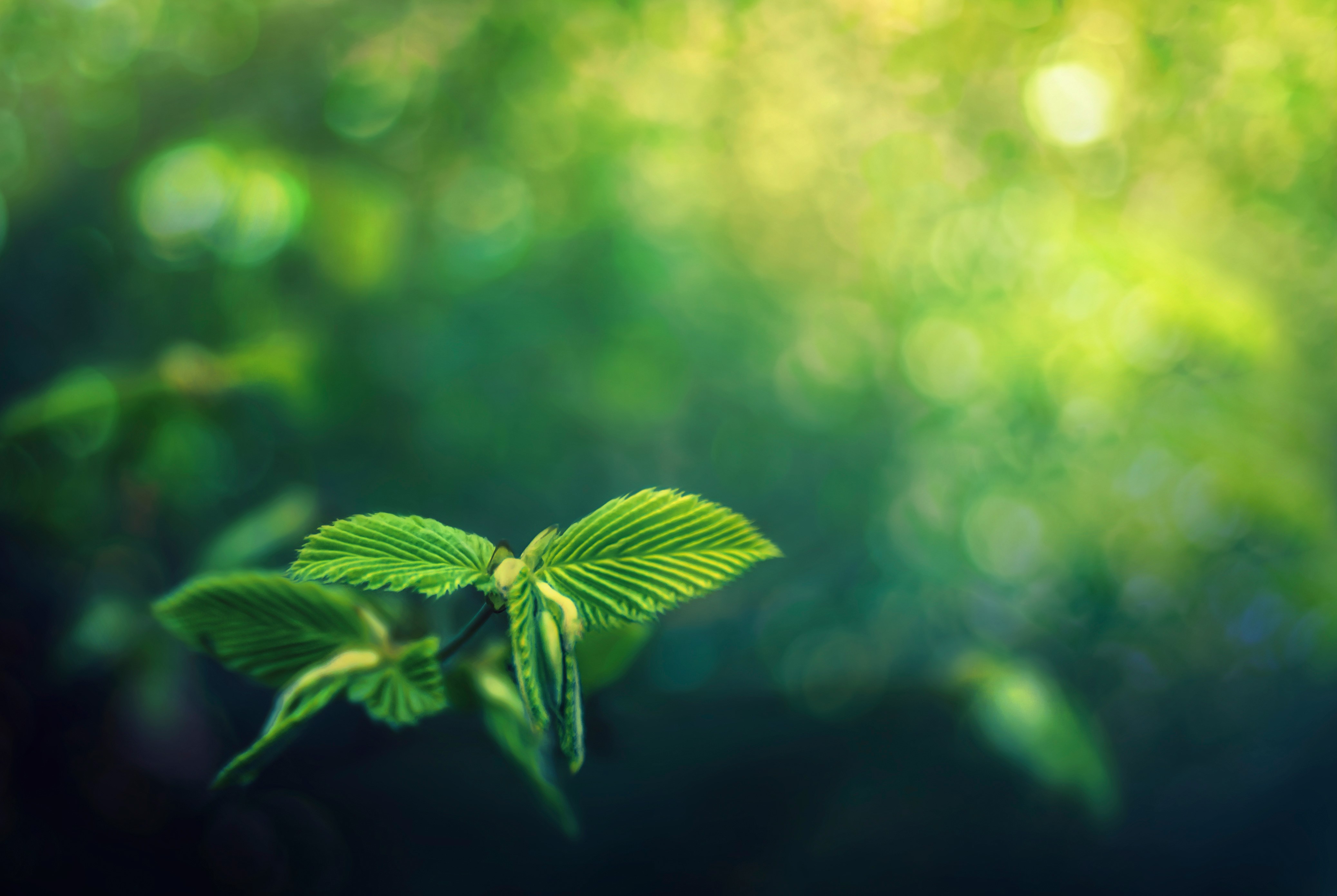 Green Foliage with Bokeh Background HD Wallpaper