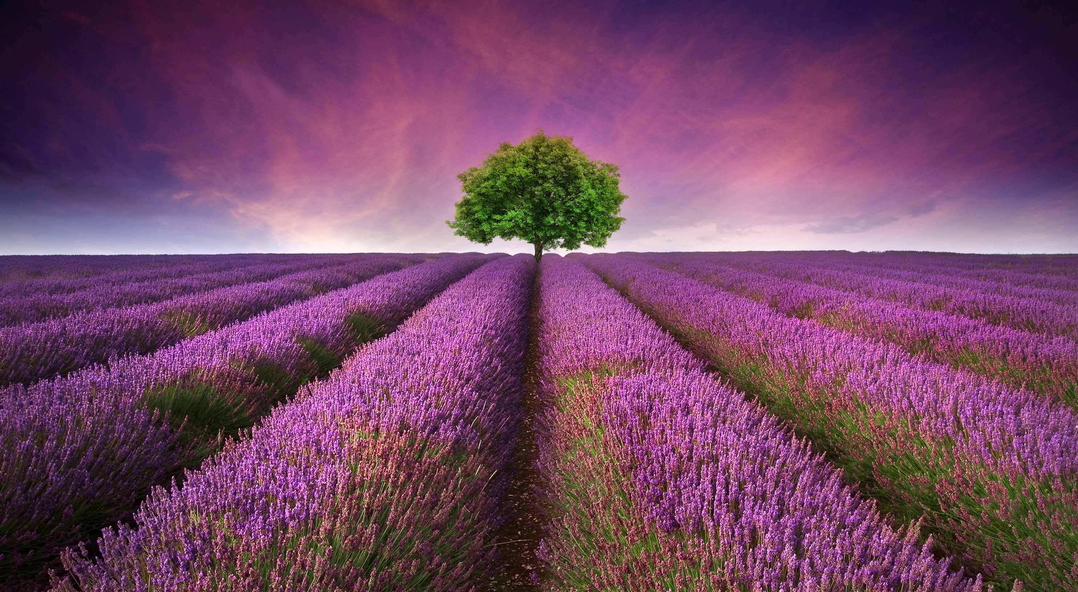 Lavender field with a lone tree at sunset HD Wallpaper