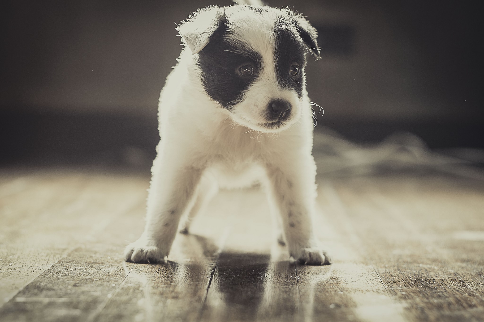 Black and white Border Collie puppy standing on a wooden floor HD Wallpaper