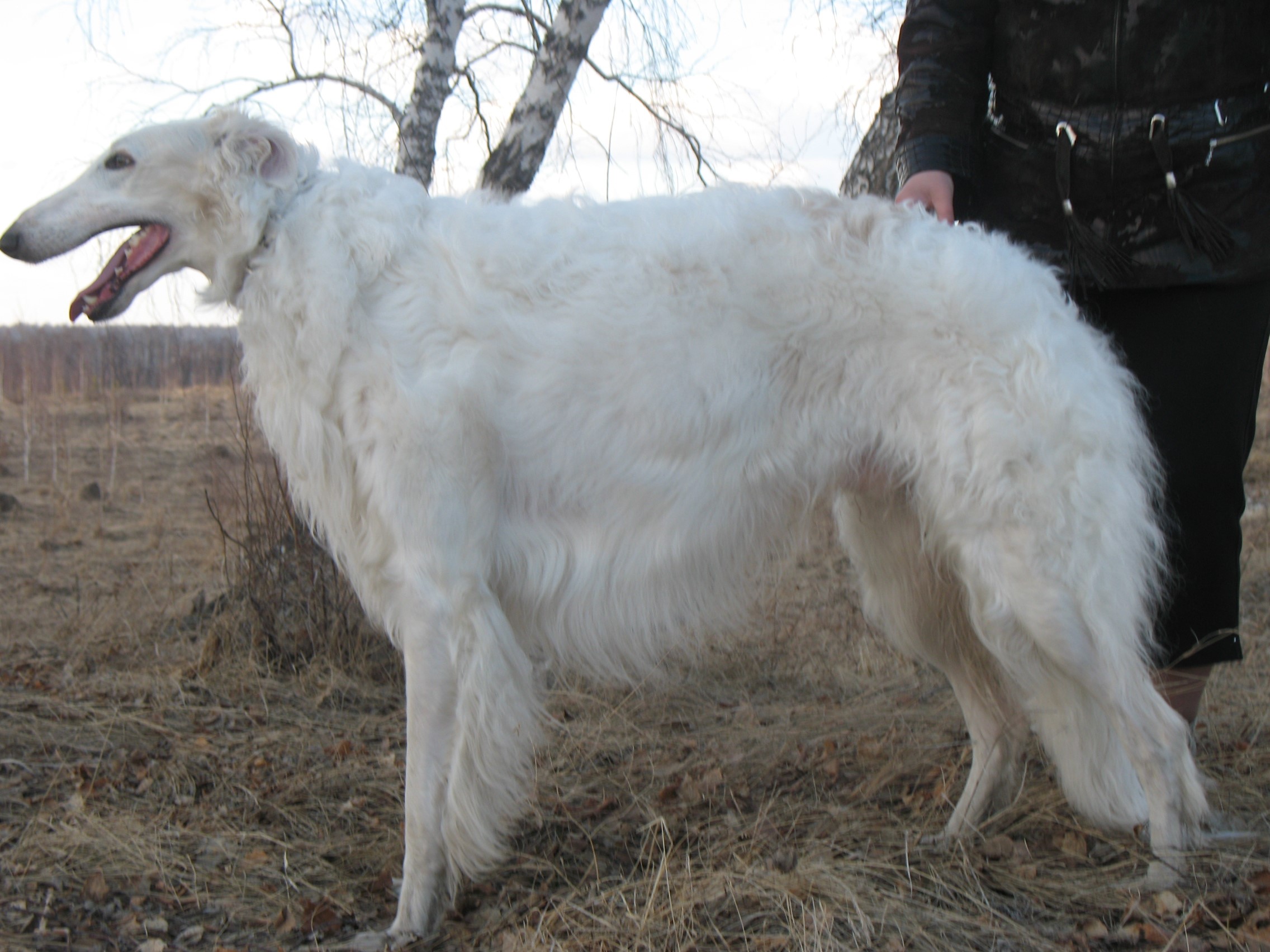 White Borzoi dog standing outdoors HD Wallpaper