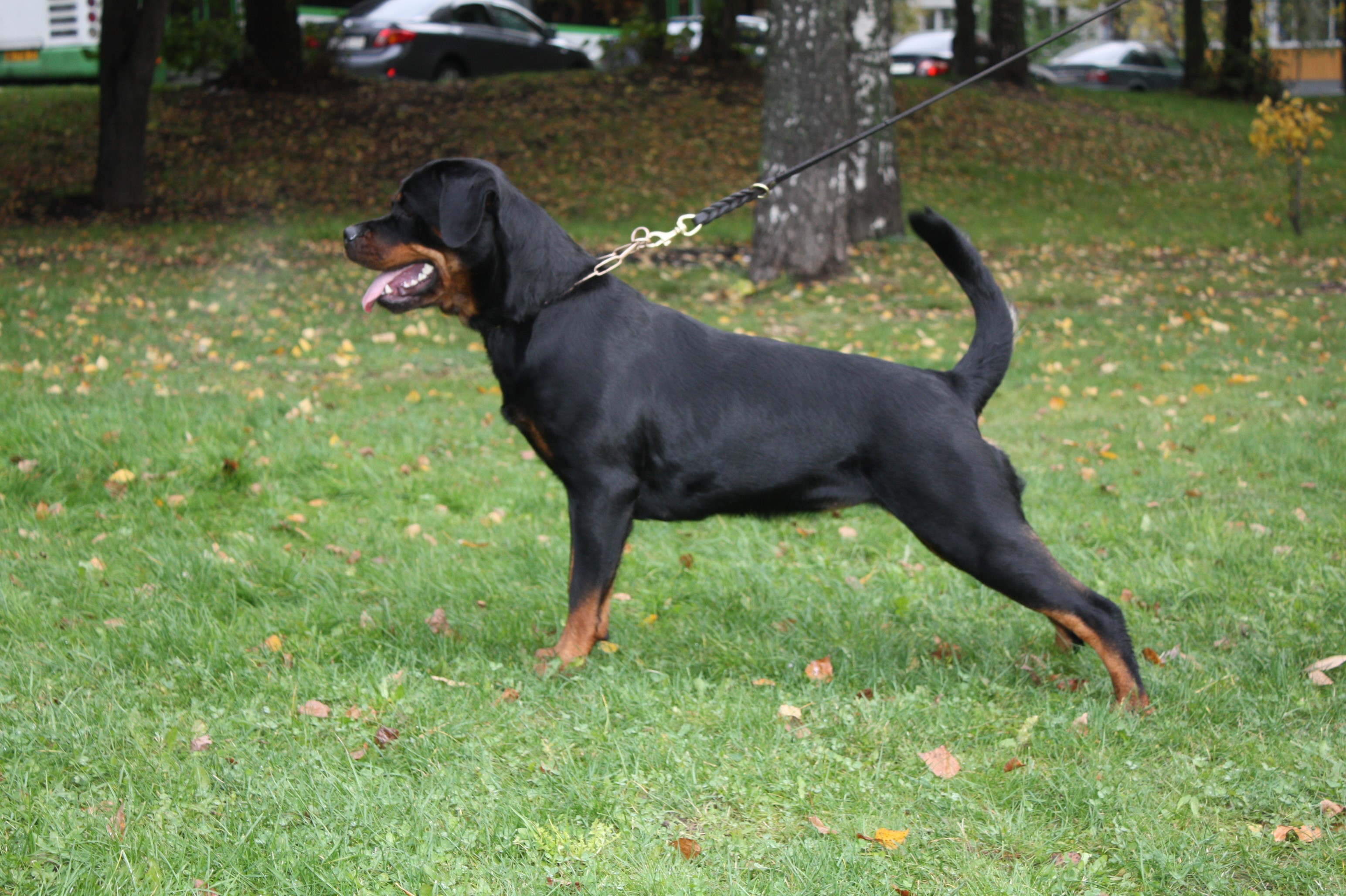 Rottweiler dog on a leash in a park HD Wallpaper