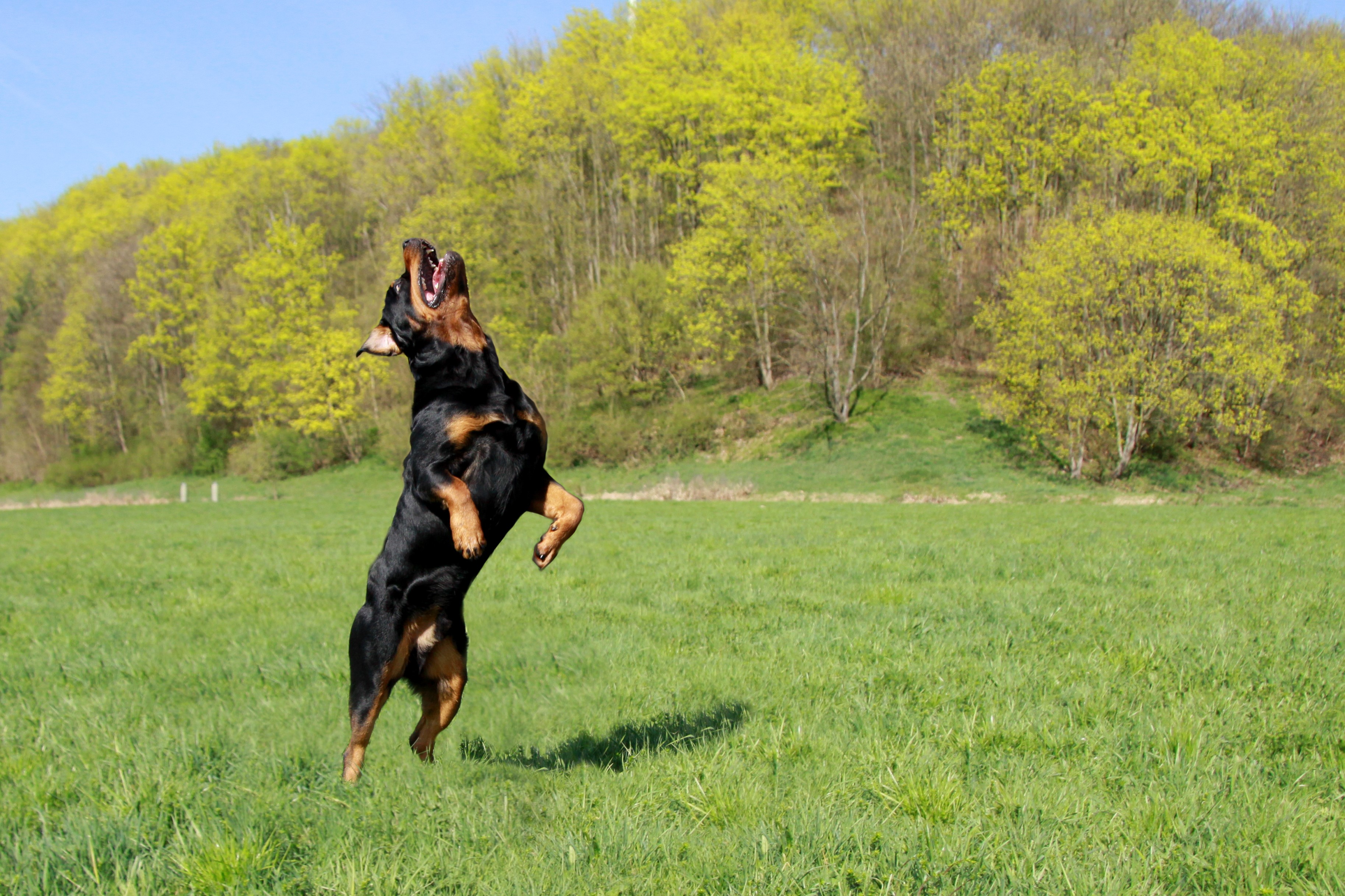 Rottweiler jumping in a grassy field HD Wallpaper