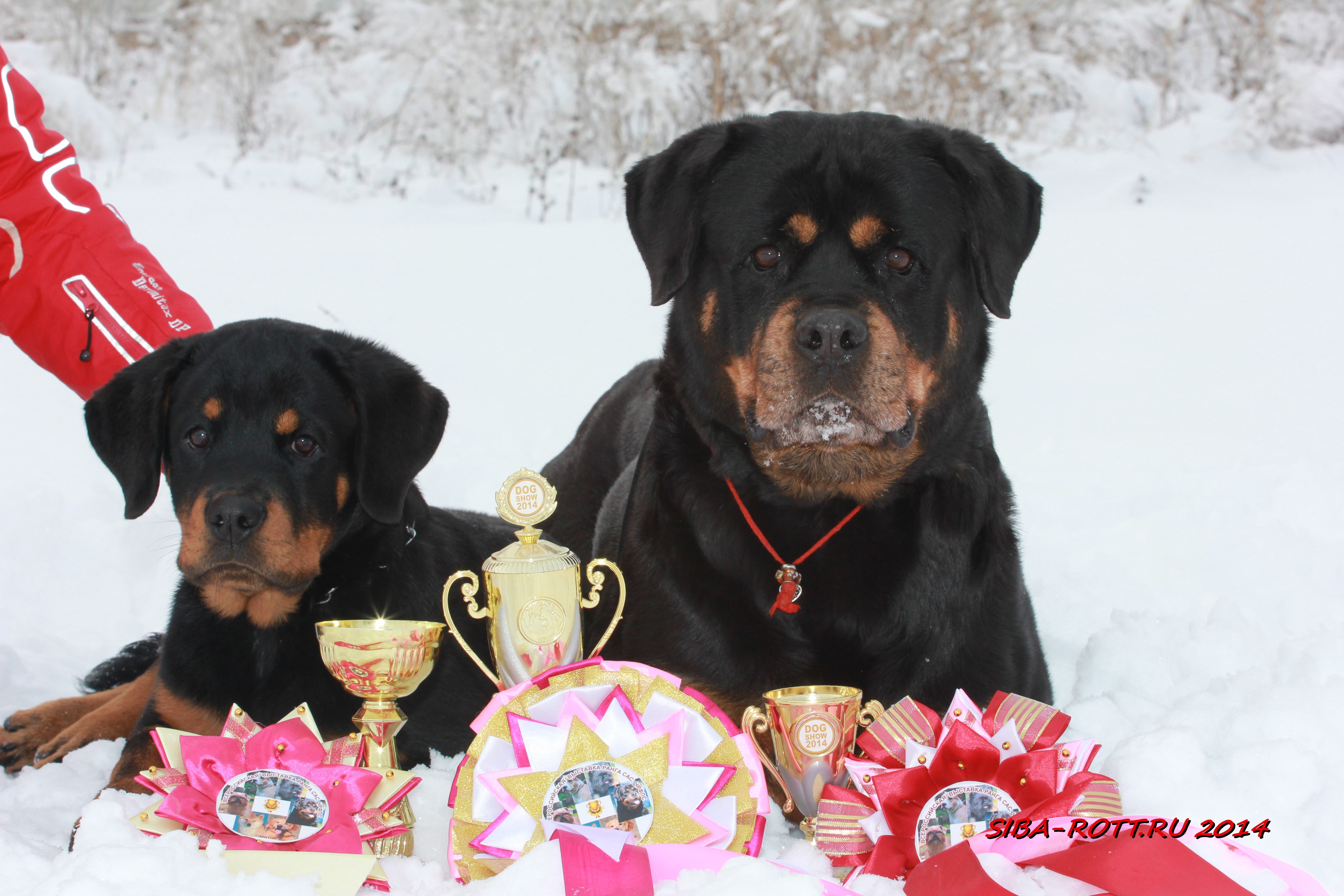Two Rottweilers with Awards in Snow HD Wallpaper