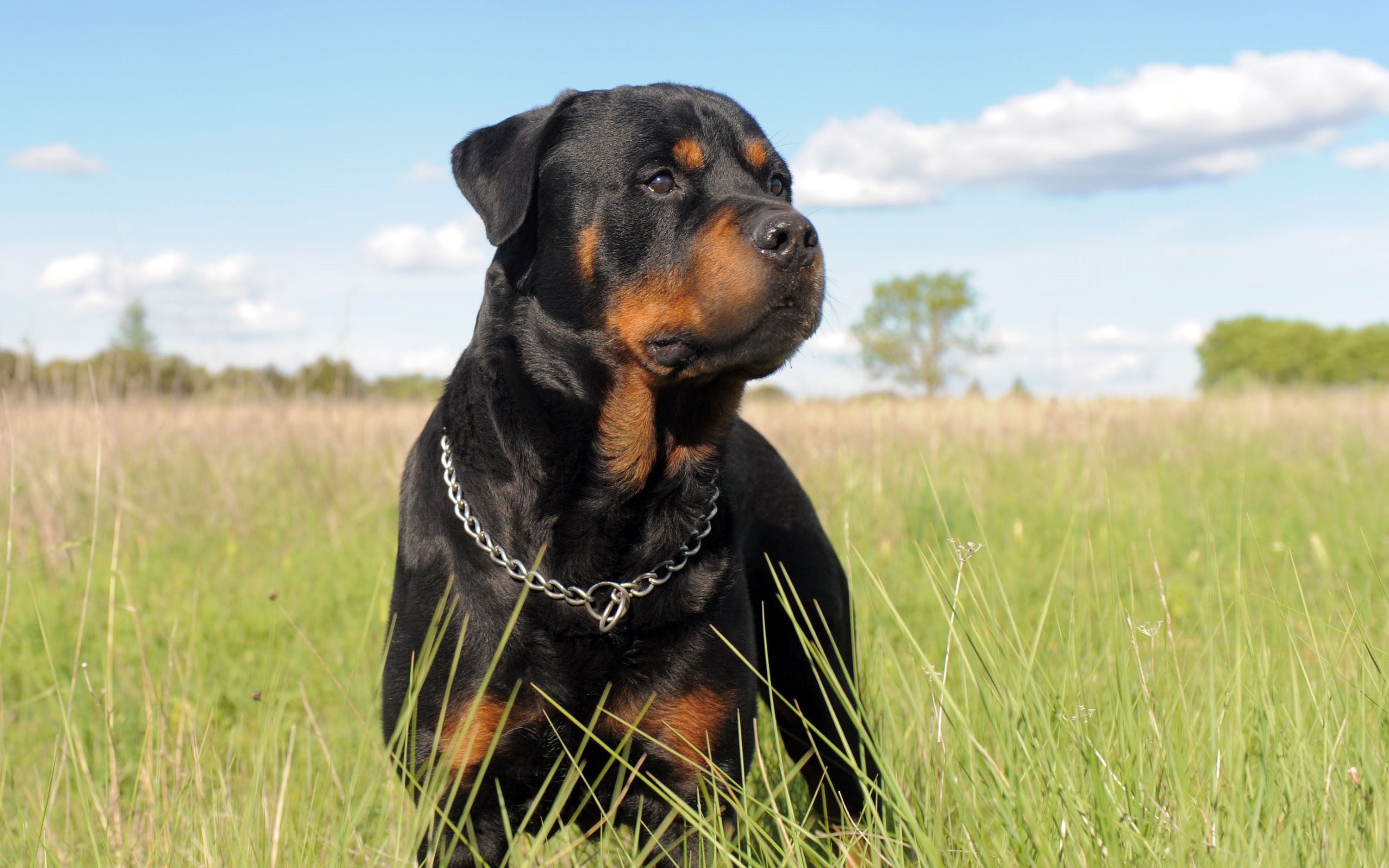 Rottweiler dog standing in a grassy field HD Wallpaper