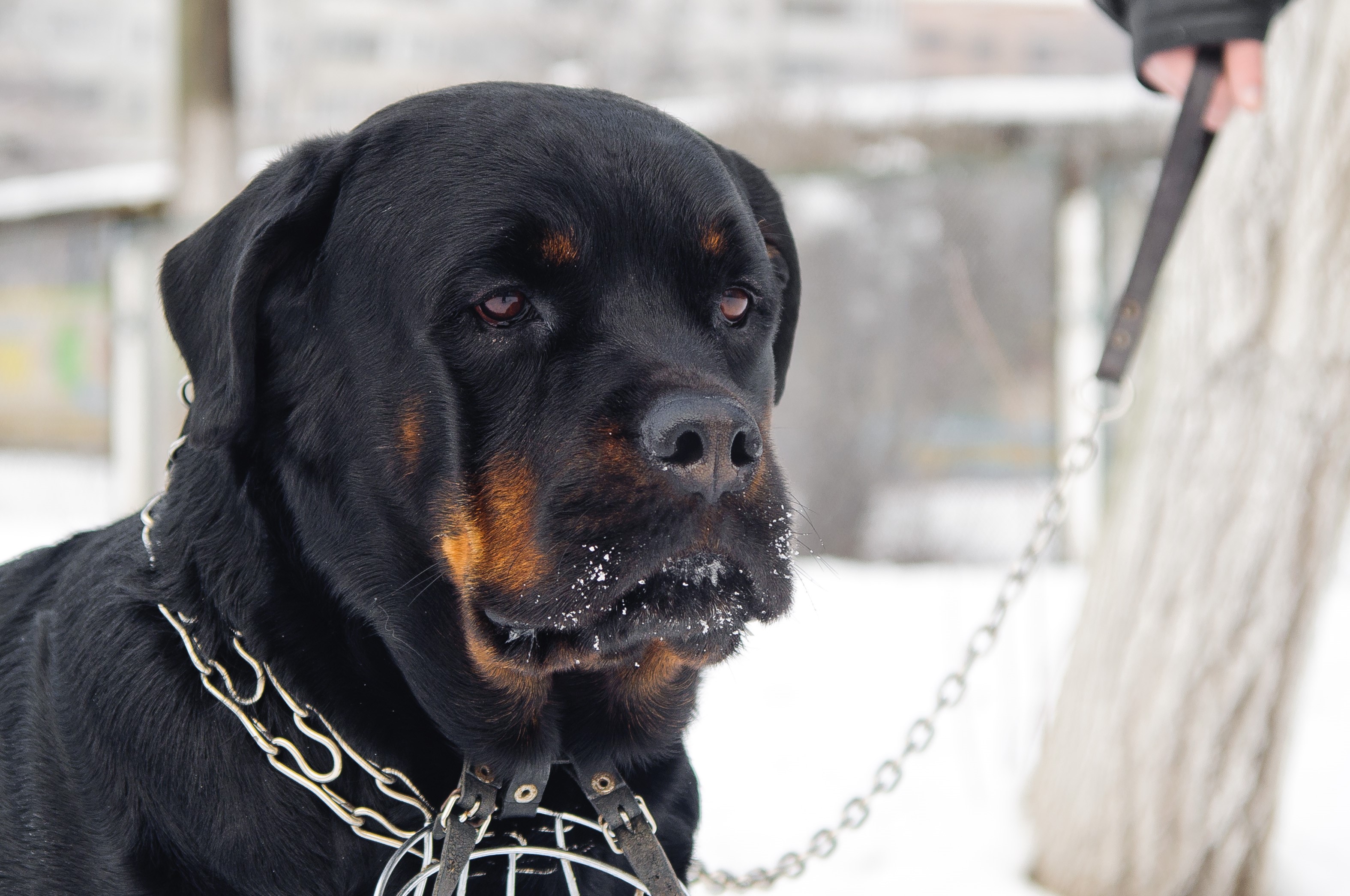 Rottweiler dog with a muzzle and chain collar in winter HD Wallpaper