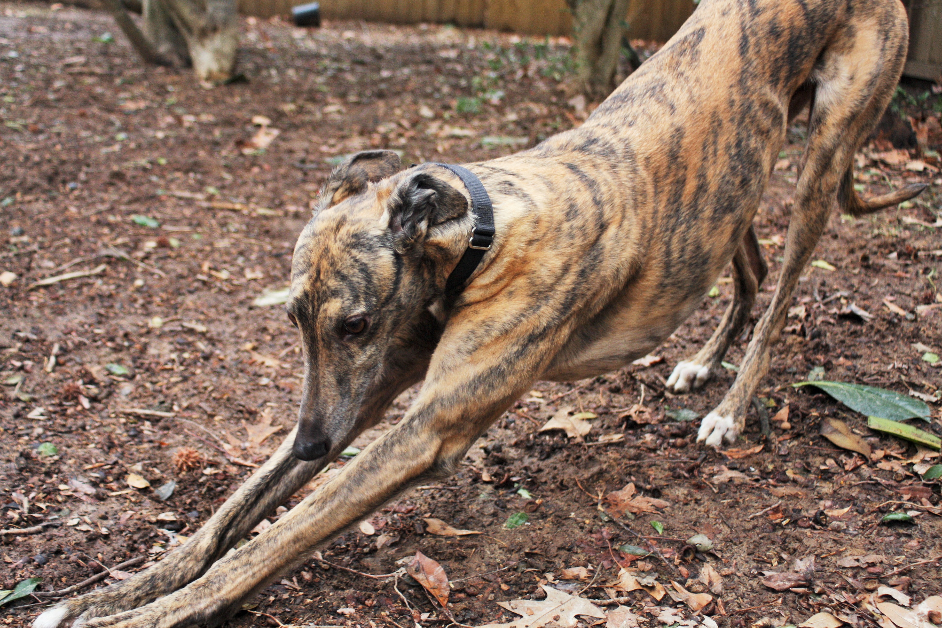 Brindle Greyhound Dog in Play Bow HD Wallpaper