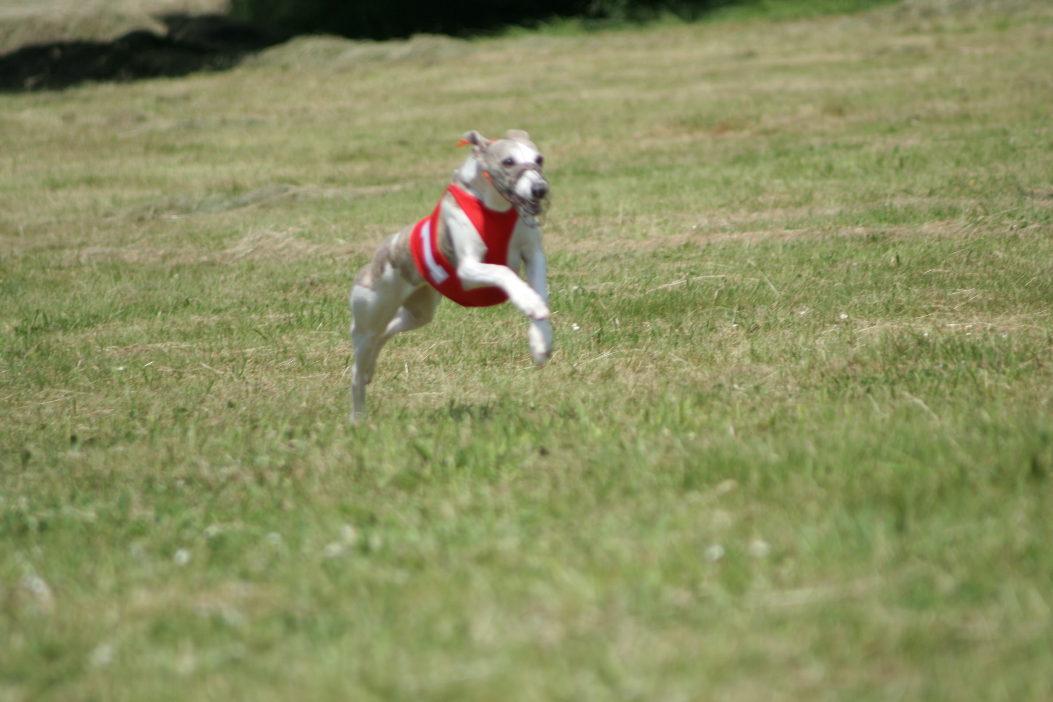 Whippet dog wearing a red vest running on grass HD Wallpaper