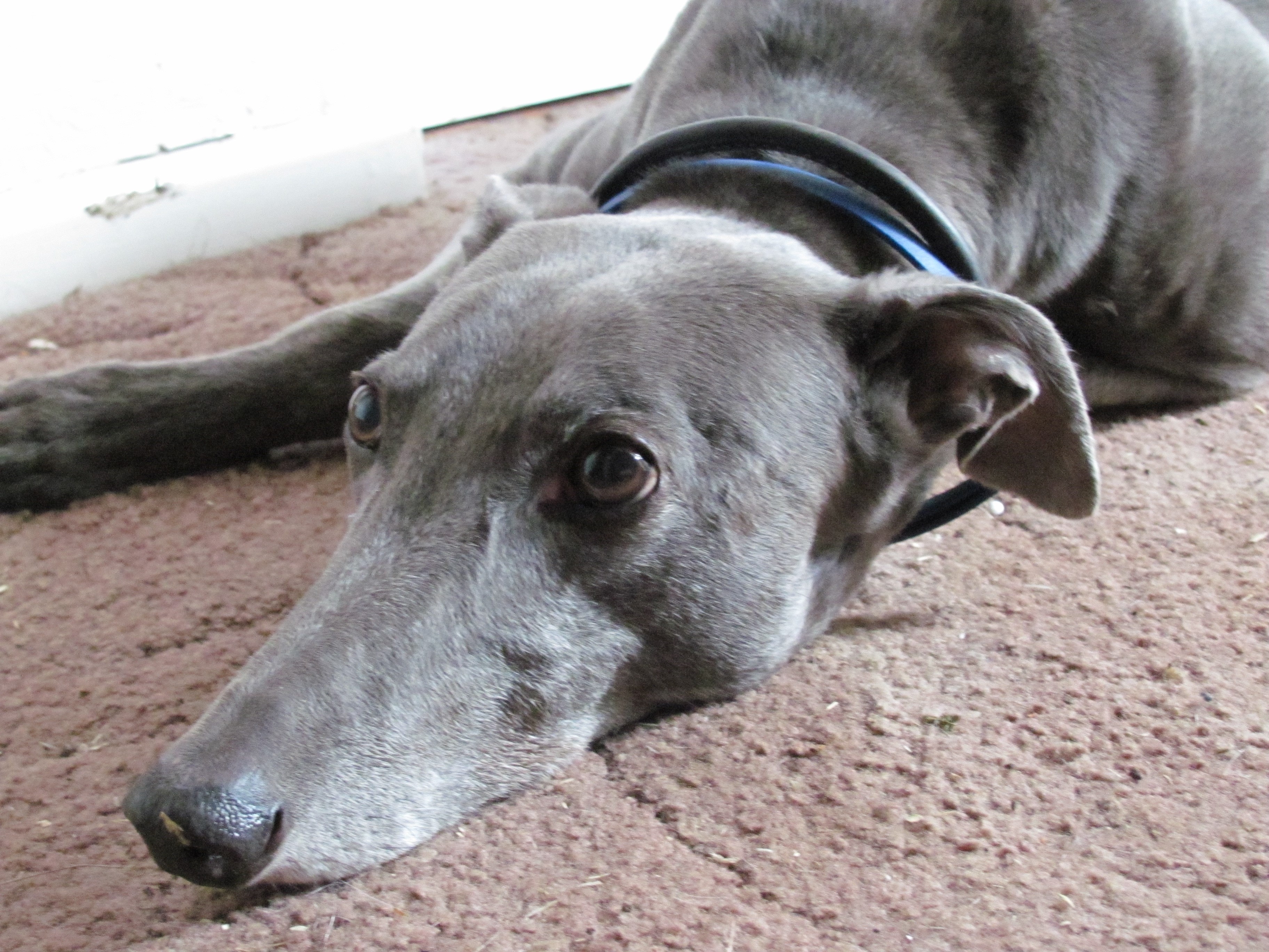 Greyhound dog lying on a brown carpet HD Wallpaper