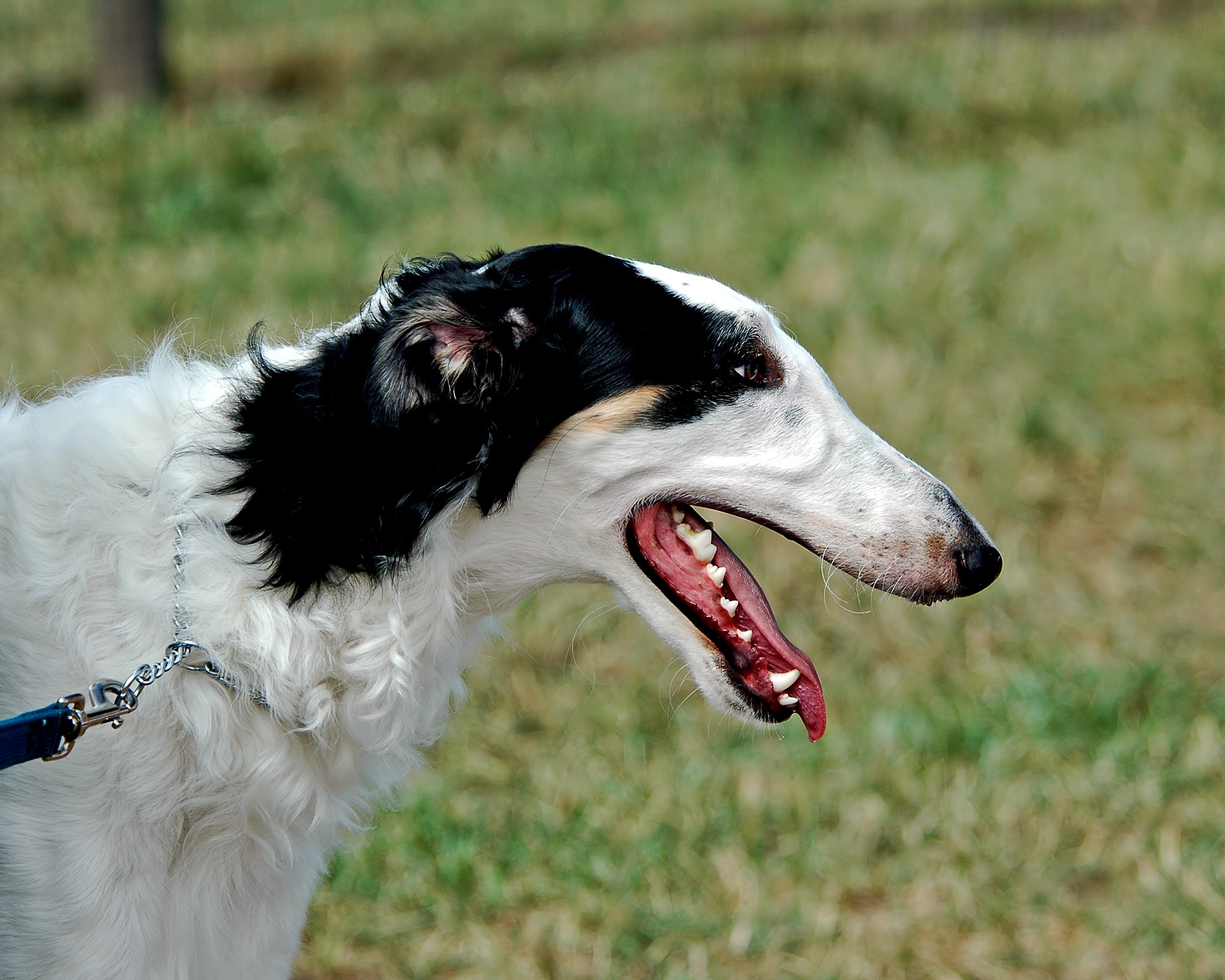 Borzoi dog with black and white markings HD Wallpaper
