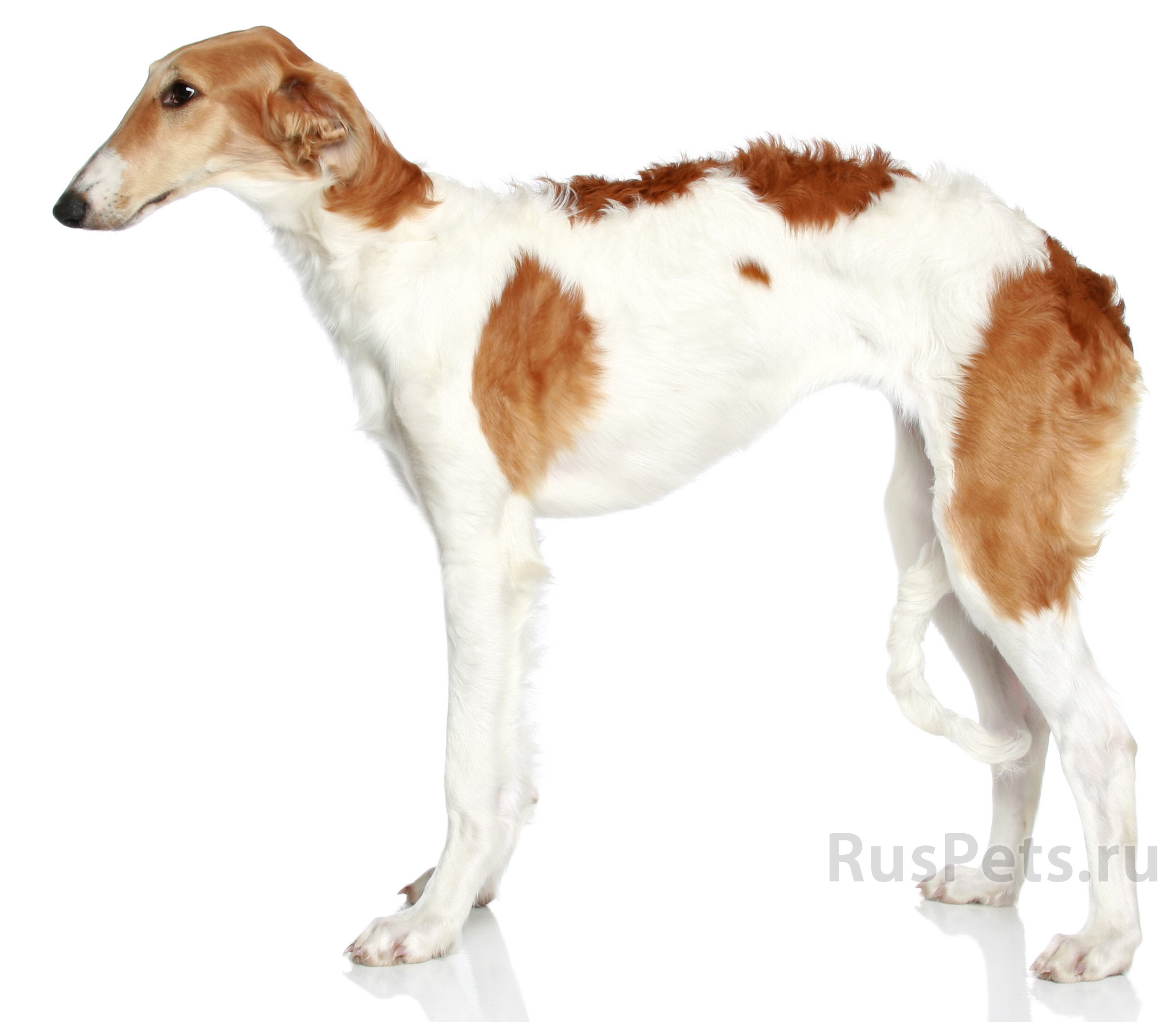 Borzoi dog standing on a white background HD Wallpaper