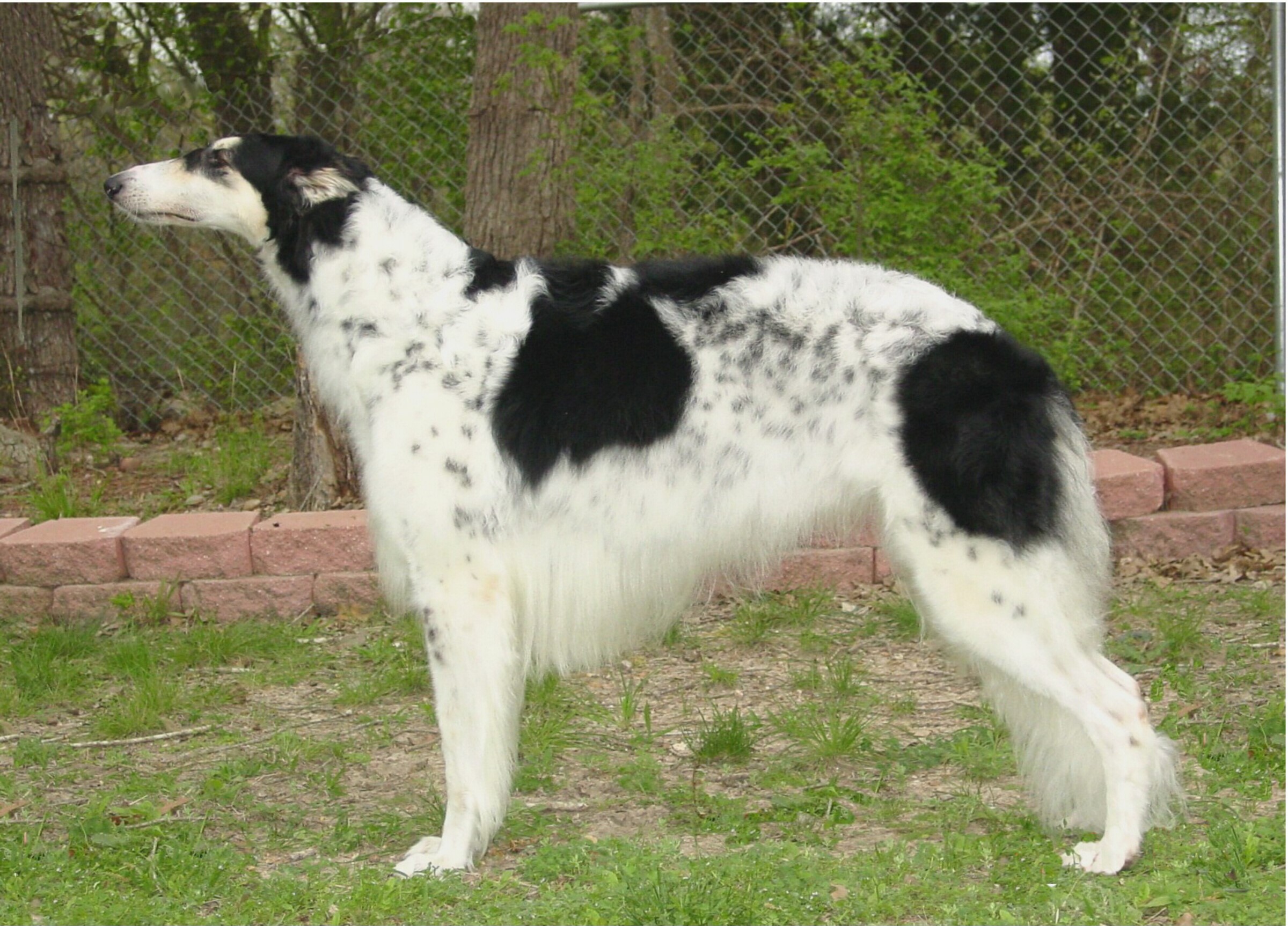 Black and white spotted Borzoi dog standing outdoors HD Wallpaper