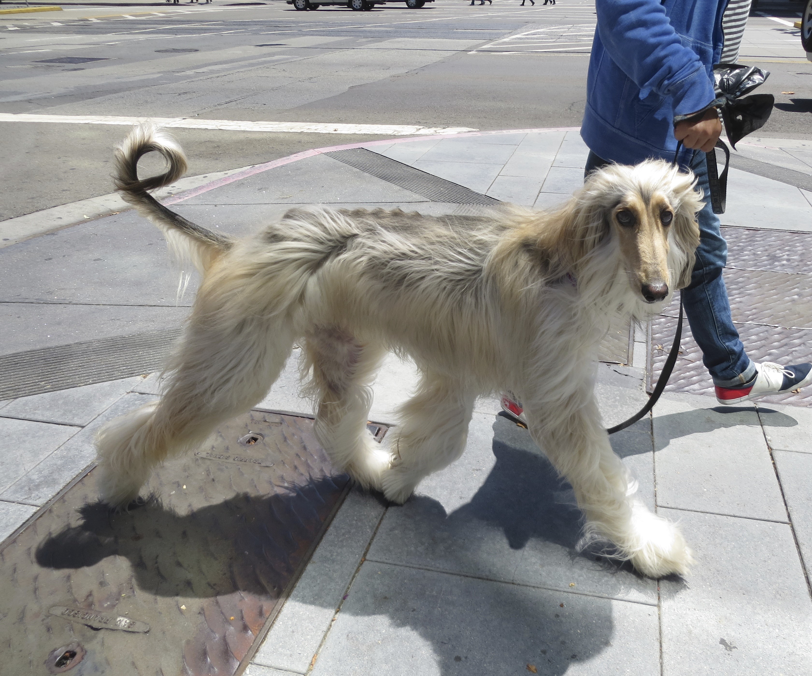 Afghan Hound on a Leash Walking on Sidewalk HD Wallpaper