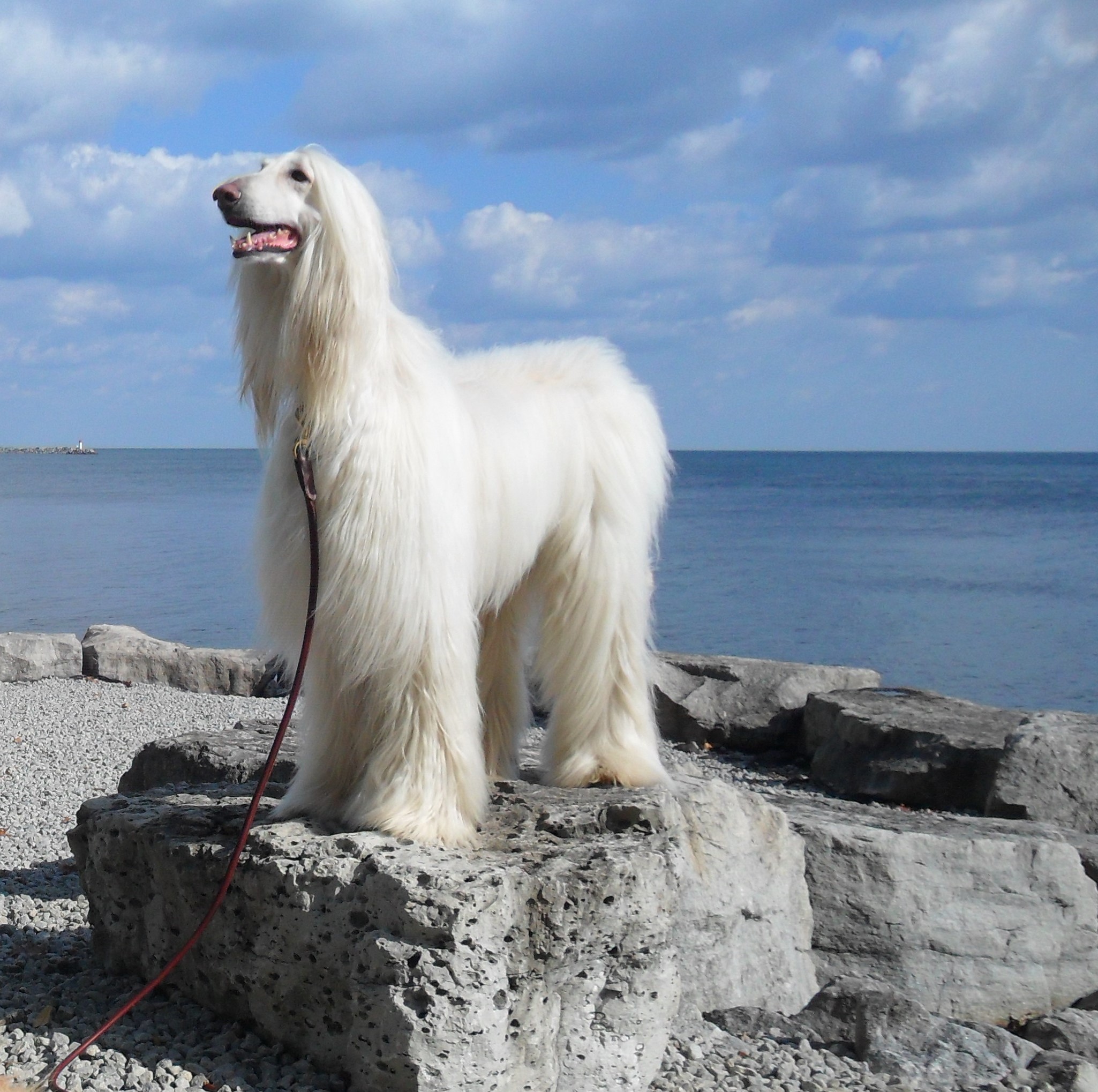 White Afghan Hound standing on rocks by the water HD Wallpaper