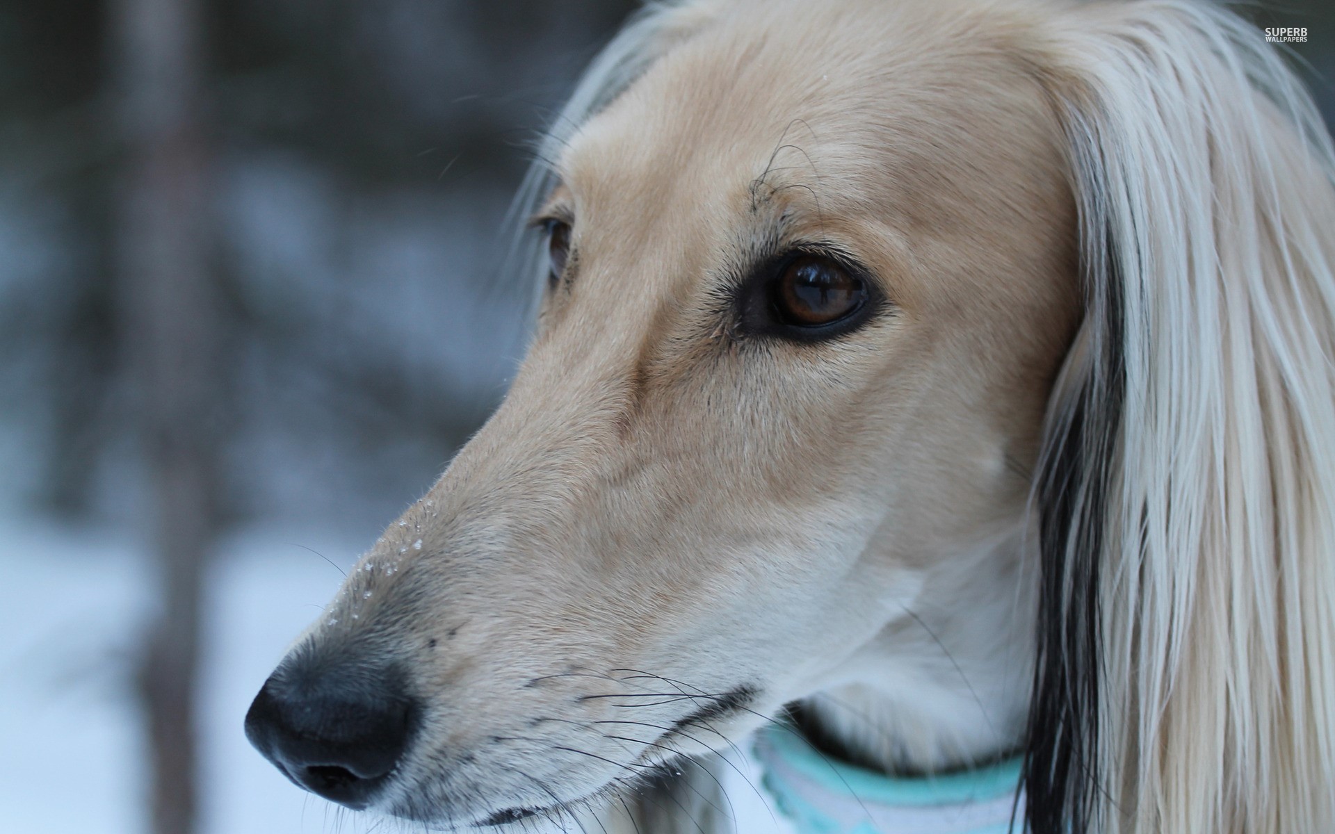 Close-up of an Afghan Hound in the snow HD Wallpaper
