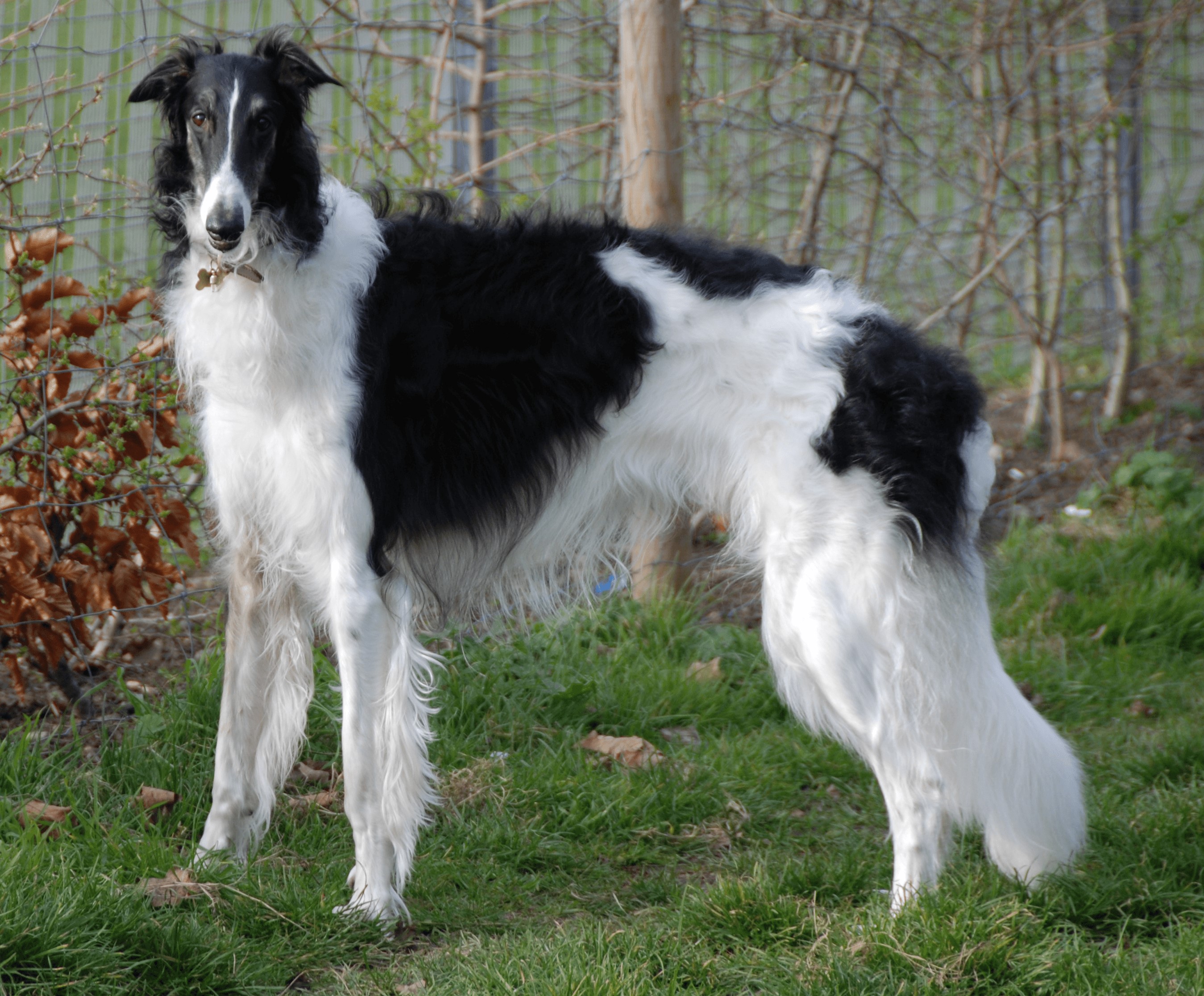Black and white Borzoi dog standing on grass HD Wallpaper