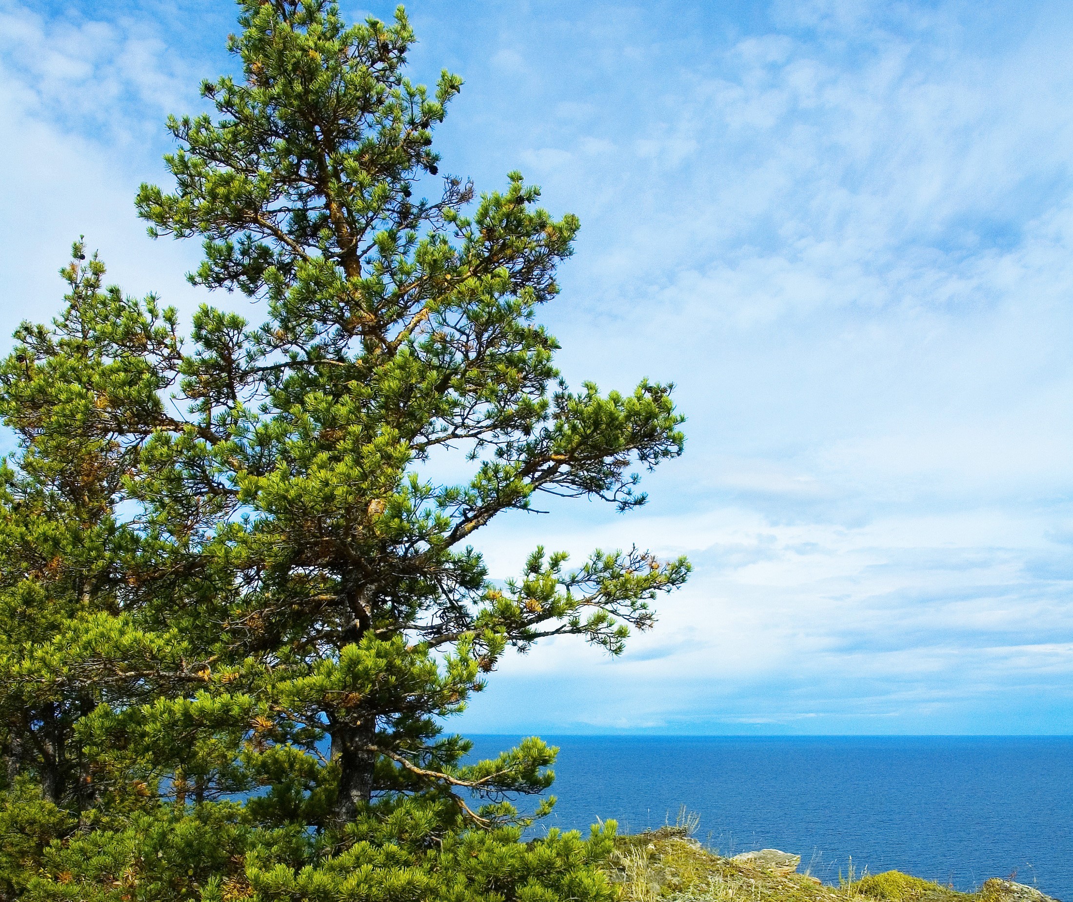 Pine tree on a rocky shore overlooking the ocean HD Wallpaper