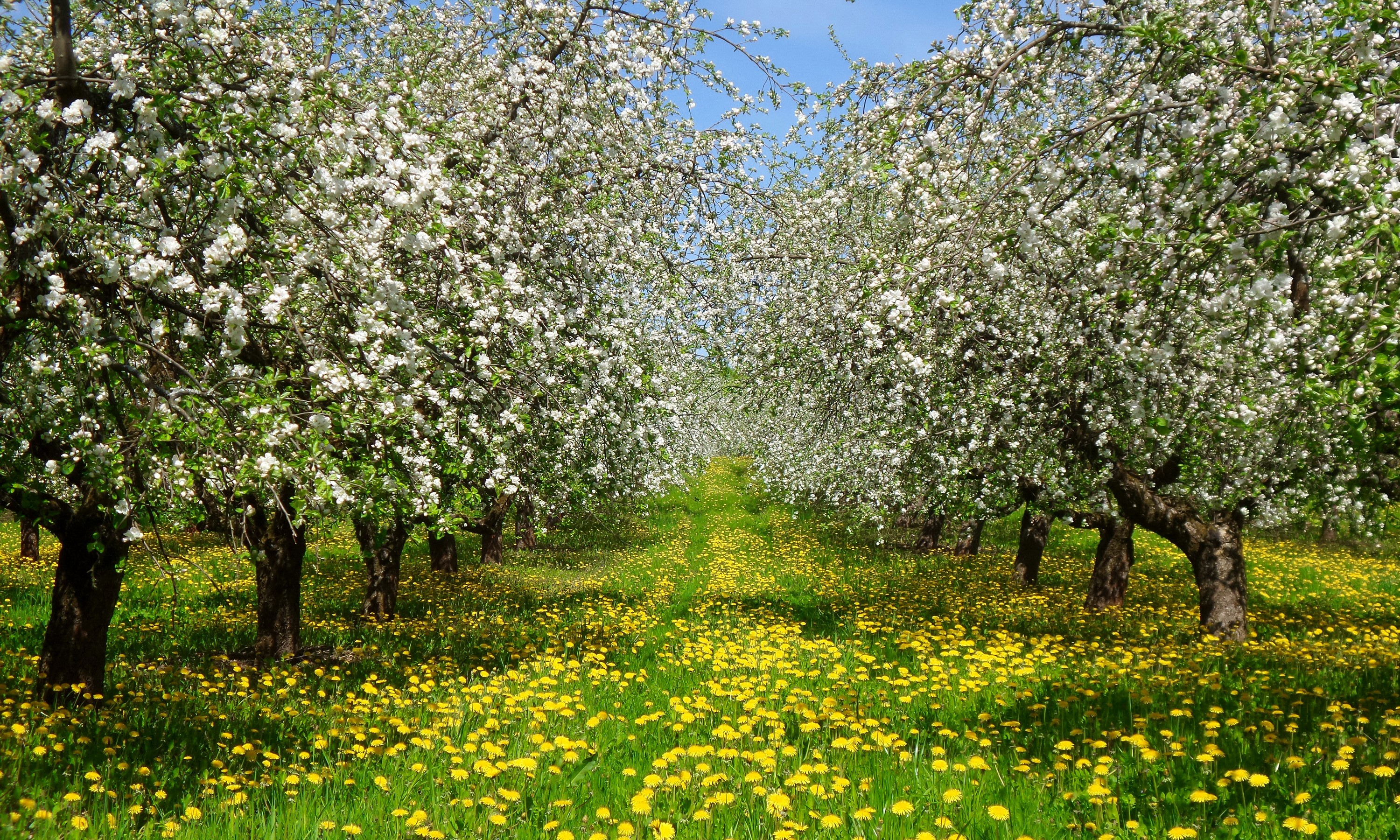 Apple orchard in bloom with dandelions HD Wallpaper