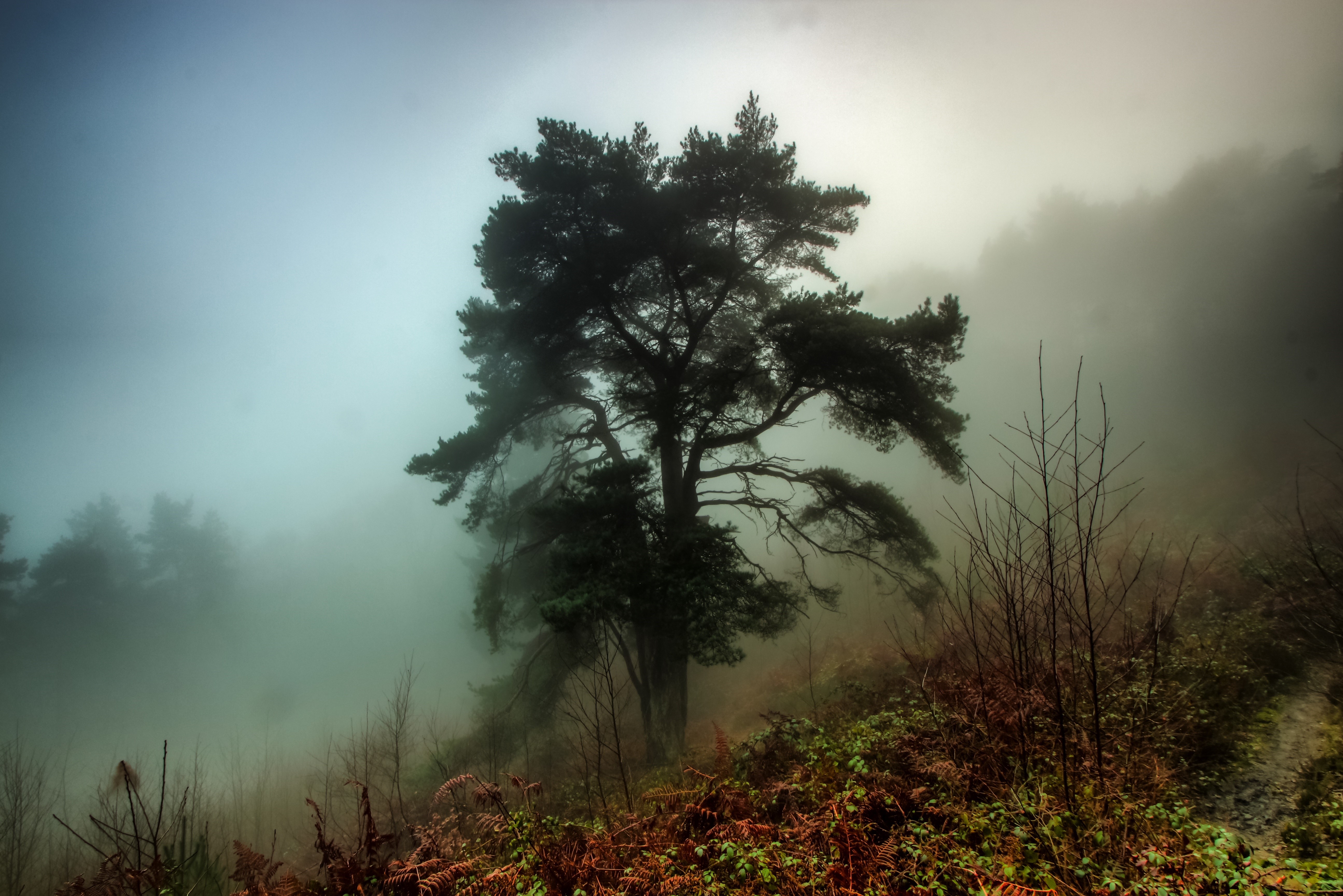 Foggy Forest with Pine Tree HD Wallpaper