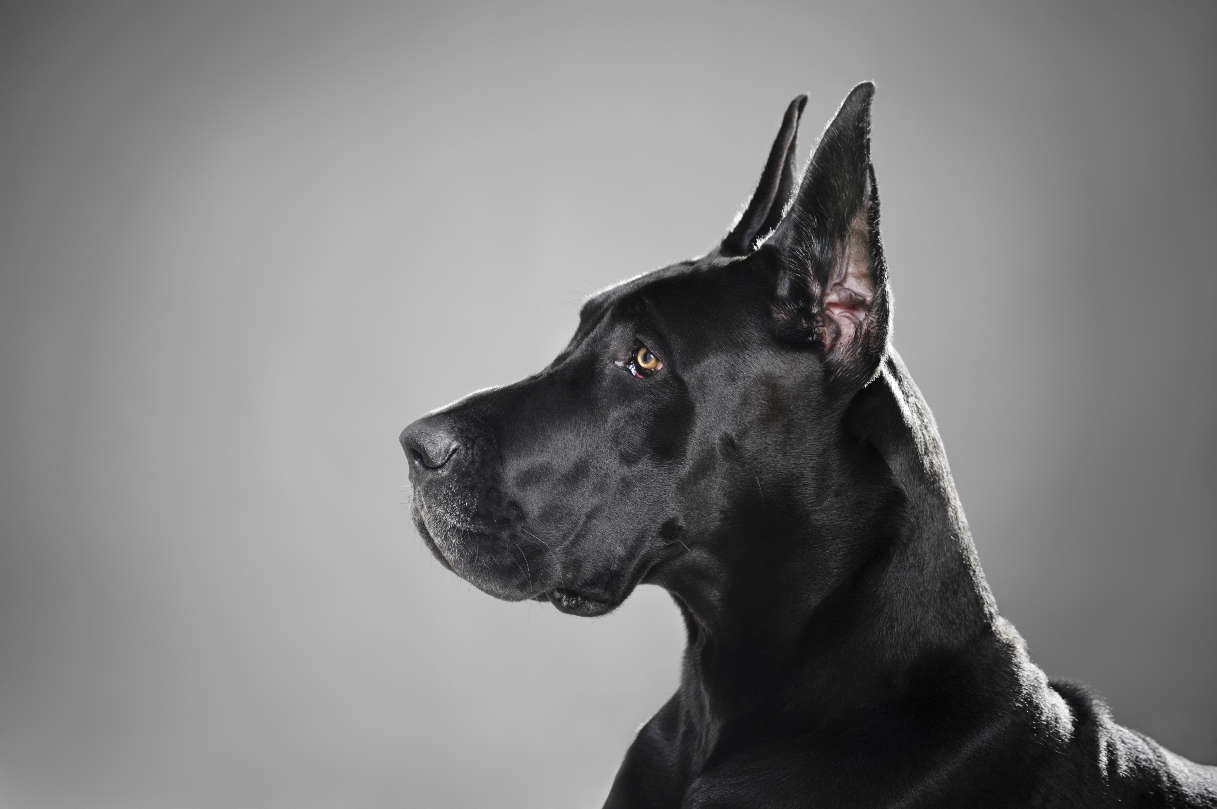 Black Great Dane Head Profile HD Wallpaper