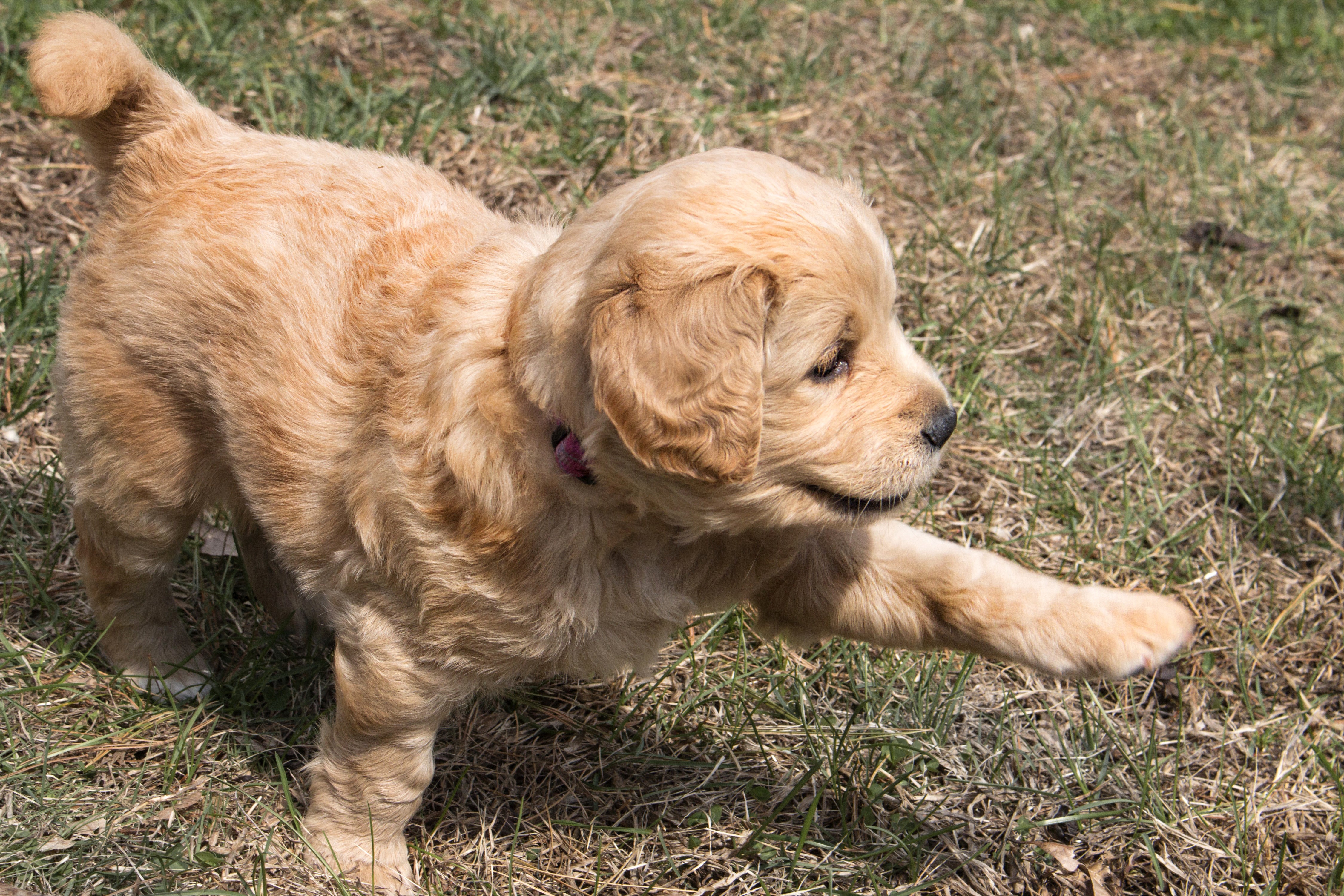 Golden Retriever Puppy Playing in Grass HD Wallpaper