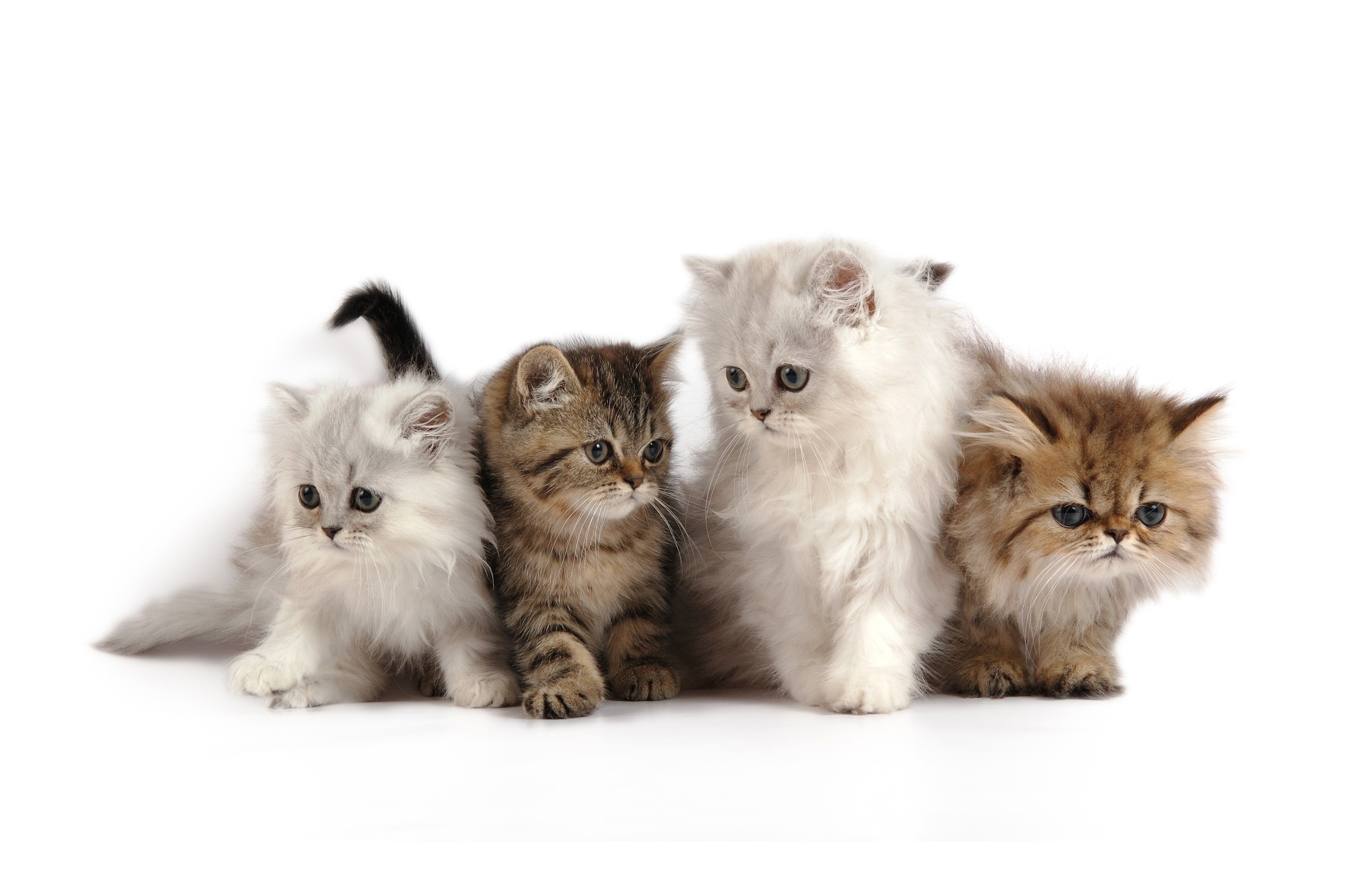 Four fluffy kittens on a white background HD Wallpaper